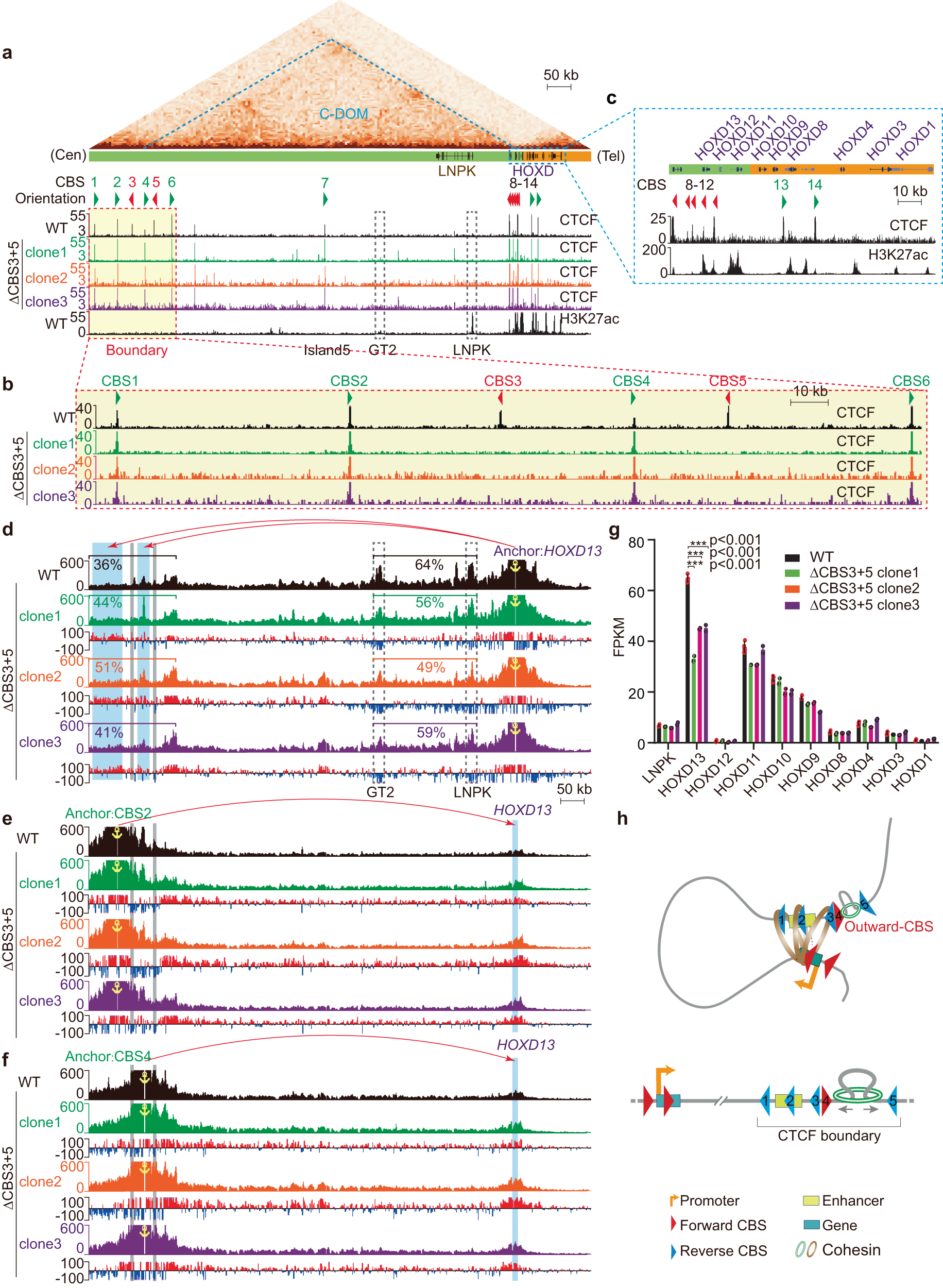 Fig. 5: Double knockout of outward-oriented CBS3 and CBS5 elements downregulates HOXD13 gene expression.