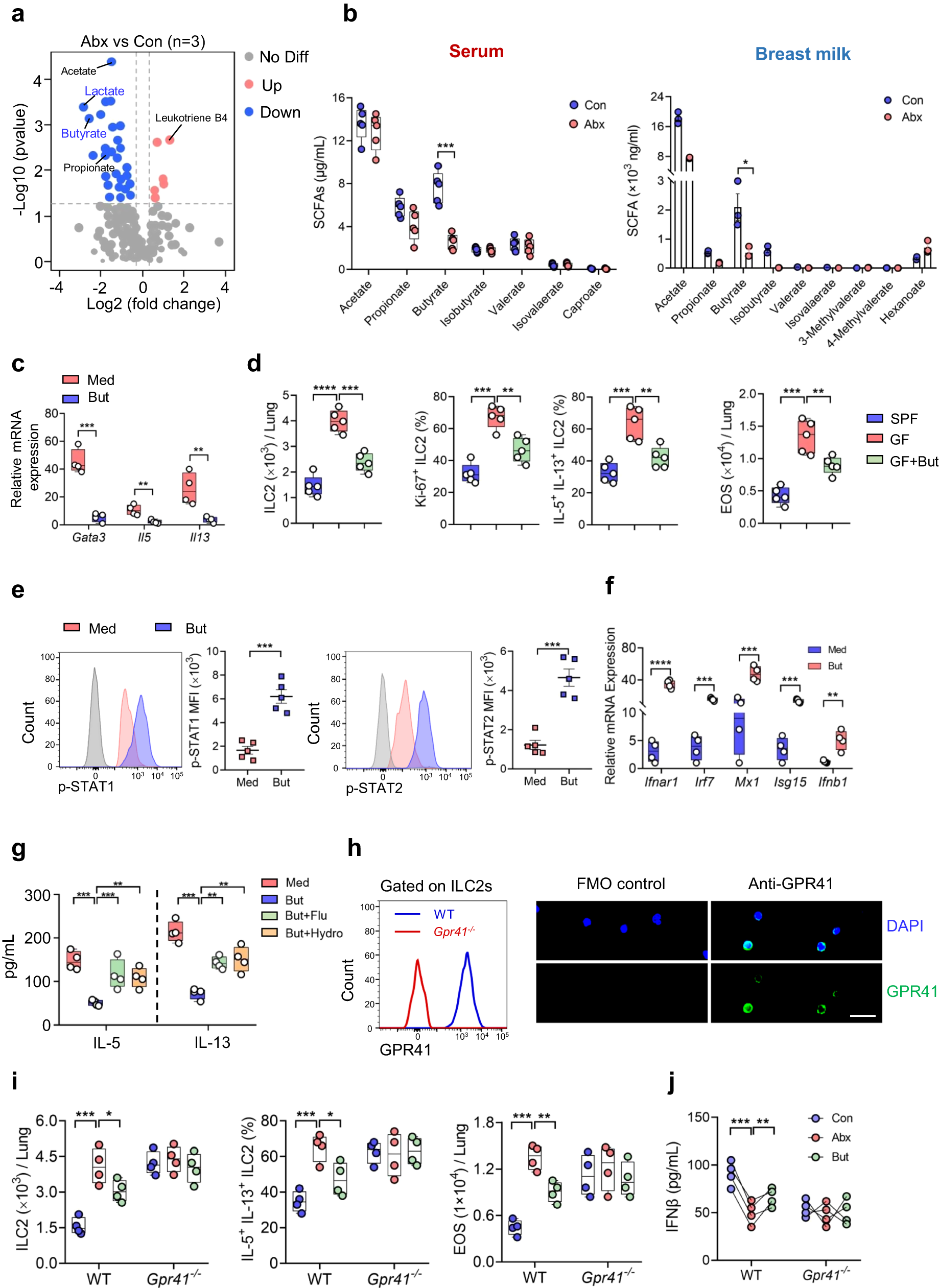 Fig. 5: Butyrate suppresses neonatal ILC2 responses via upregulation of IFN1 signaling.