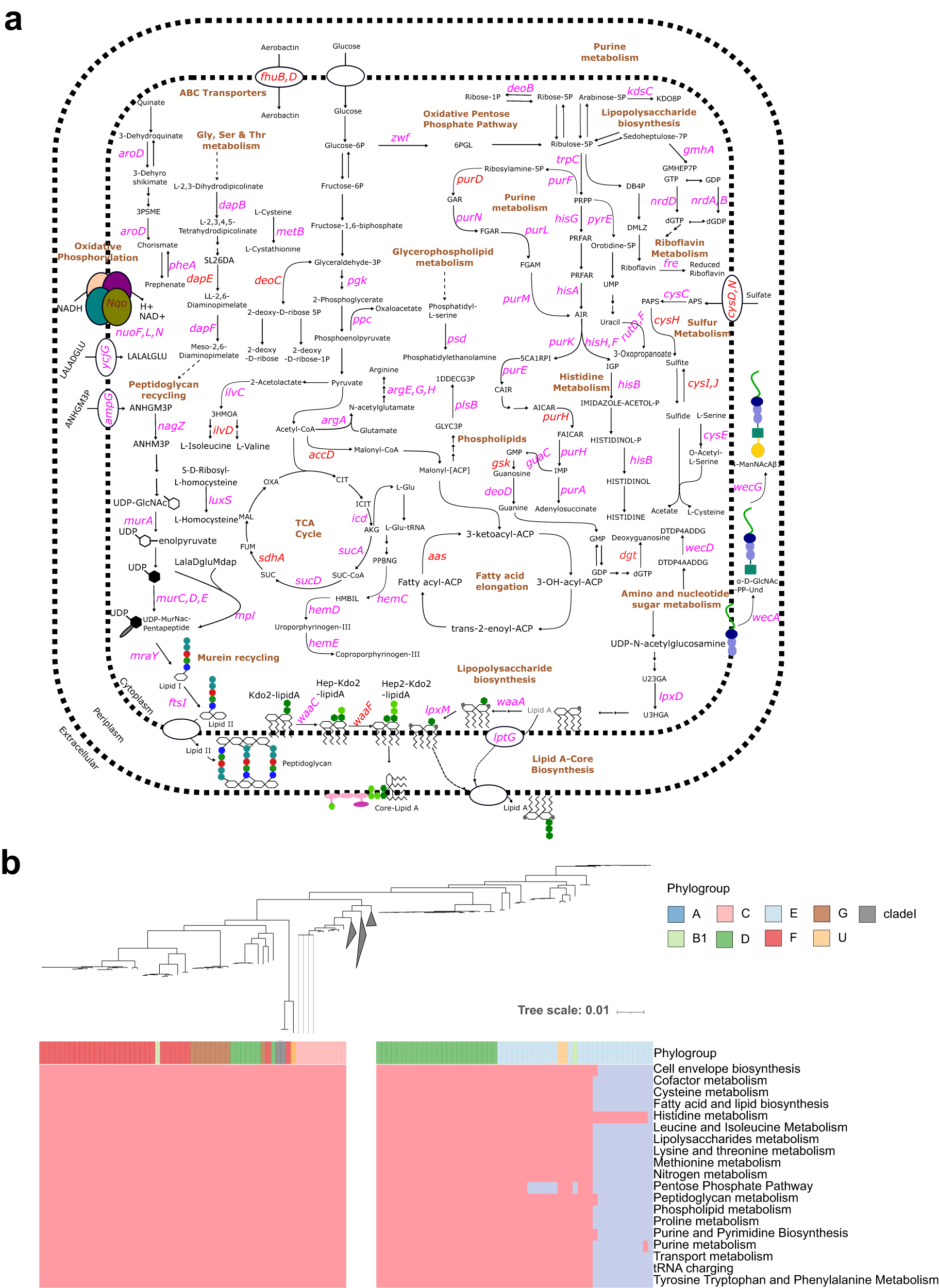 Fig. 8: AMR-associated genes have been found to impact numerous metabolic pathways in E. coli, many of them are also considered essential metabolic genes, and are prevalent across all metabolic pathways throughout the phylogeny of E. coli.