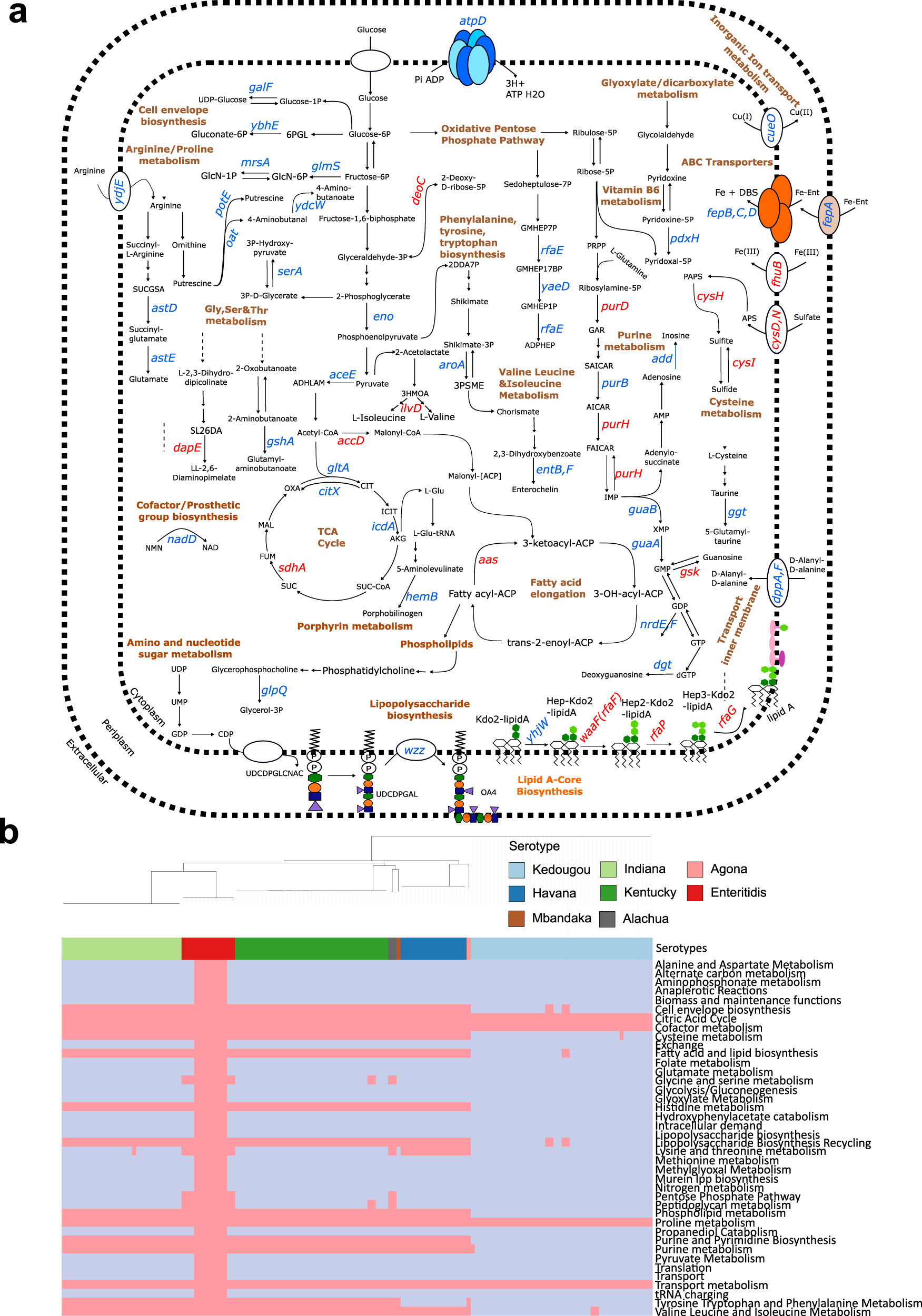 Fig. 9: AMR-associated genes have been found to impact numerous metabolic pathways in S. enterica, many of them are also considered essential metabolic genes, however, are prevalent across all pathways only in certain serotypes in the S. enterica phylogeny.