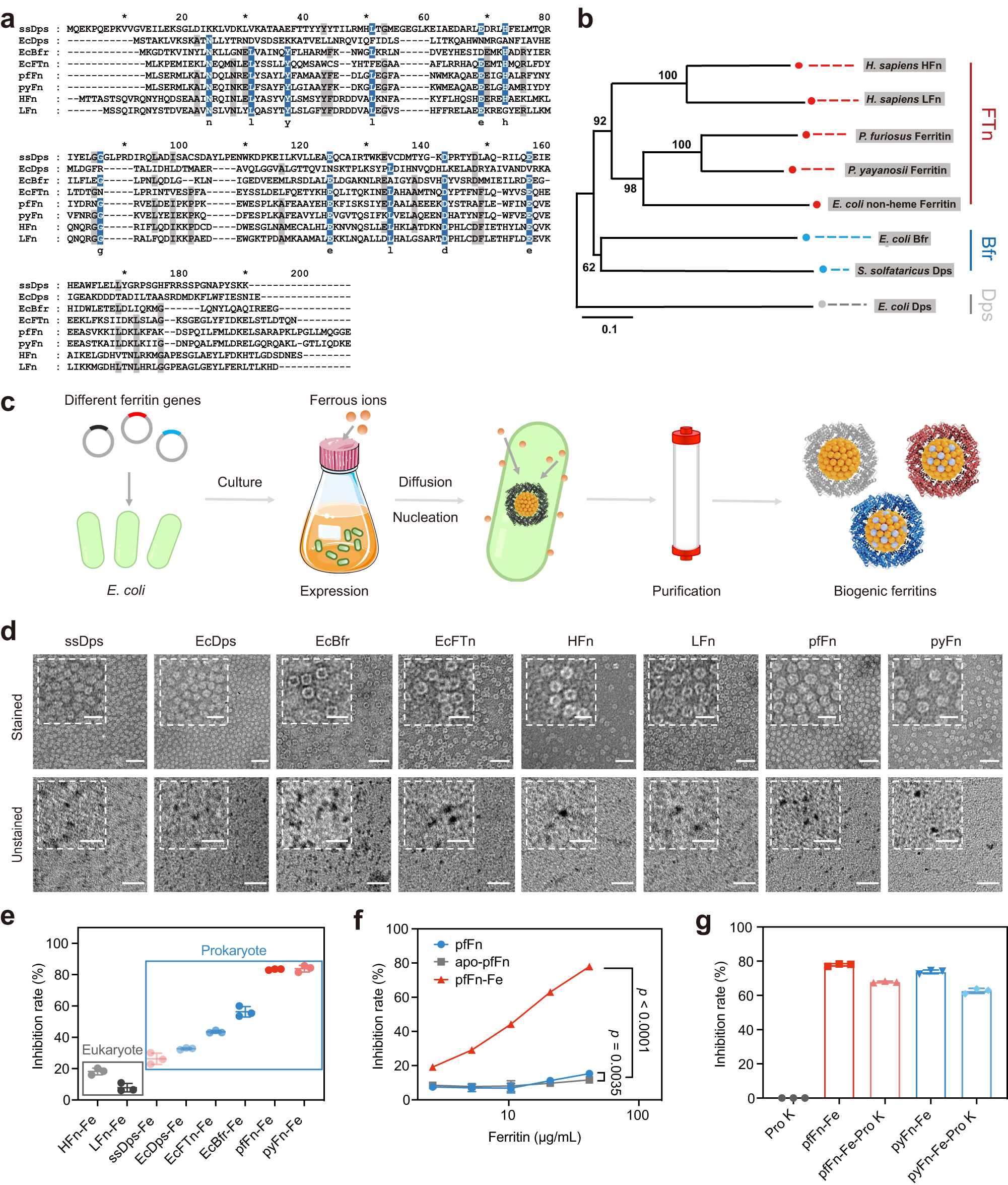 Fig. 1: Purification, characterization, and SOD-like activity of ferritins from different organisms.