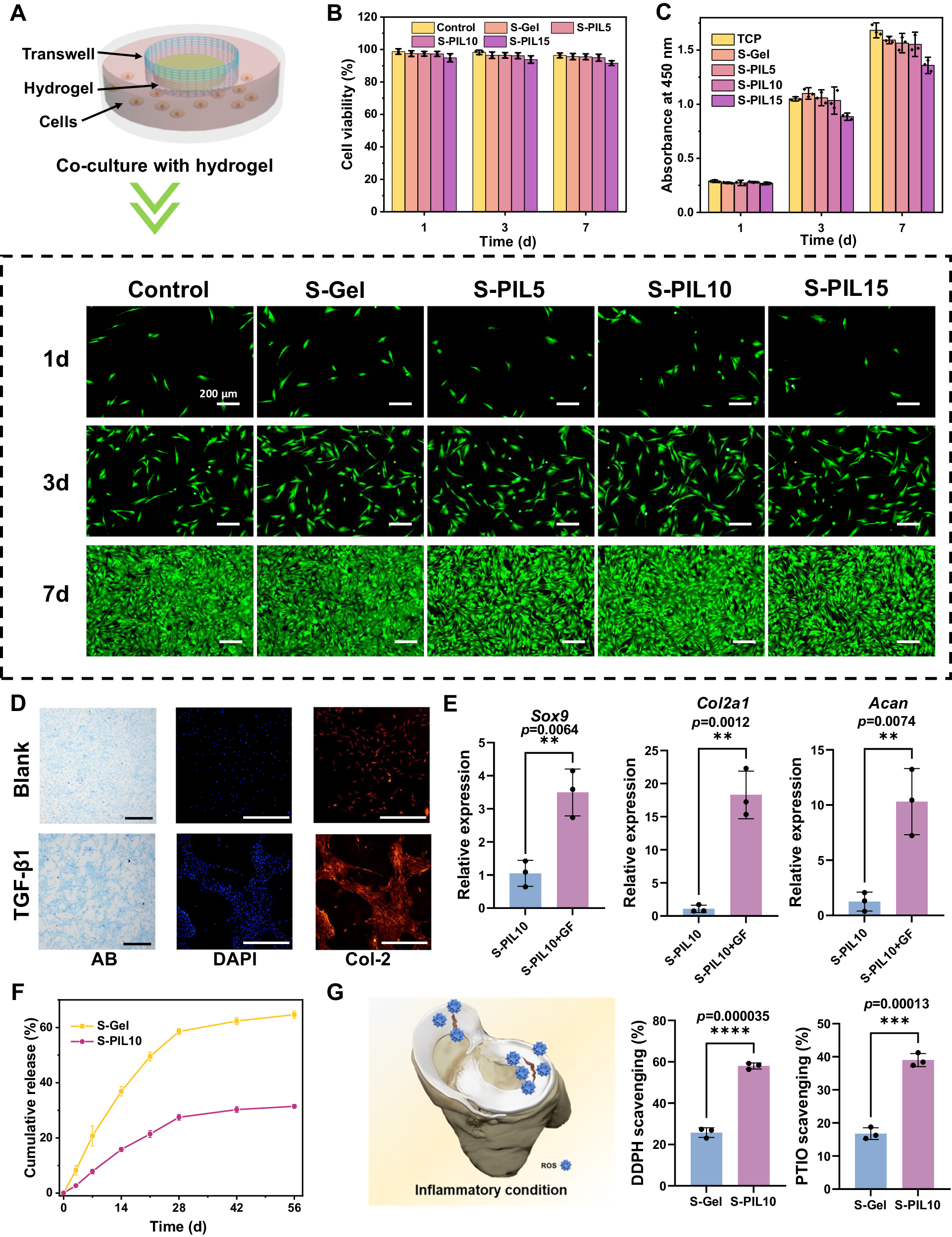 Fig. 4: Biocompatibility and ex vivo therapeutics of meniscus adhesives.
