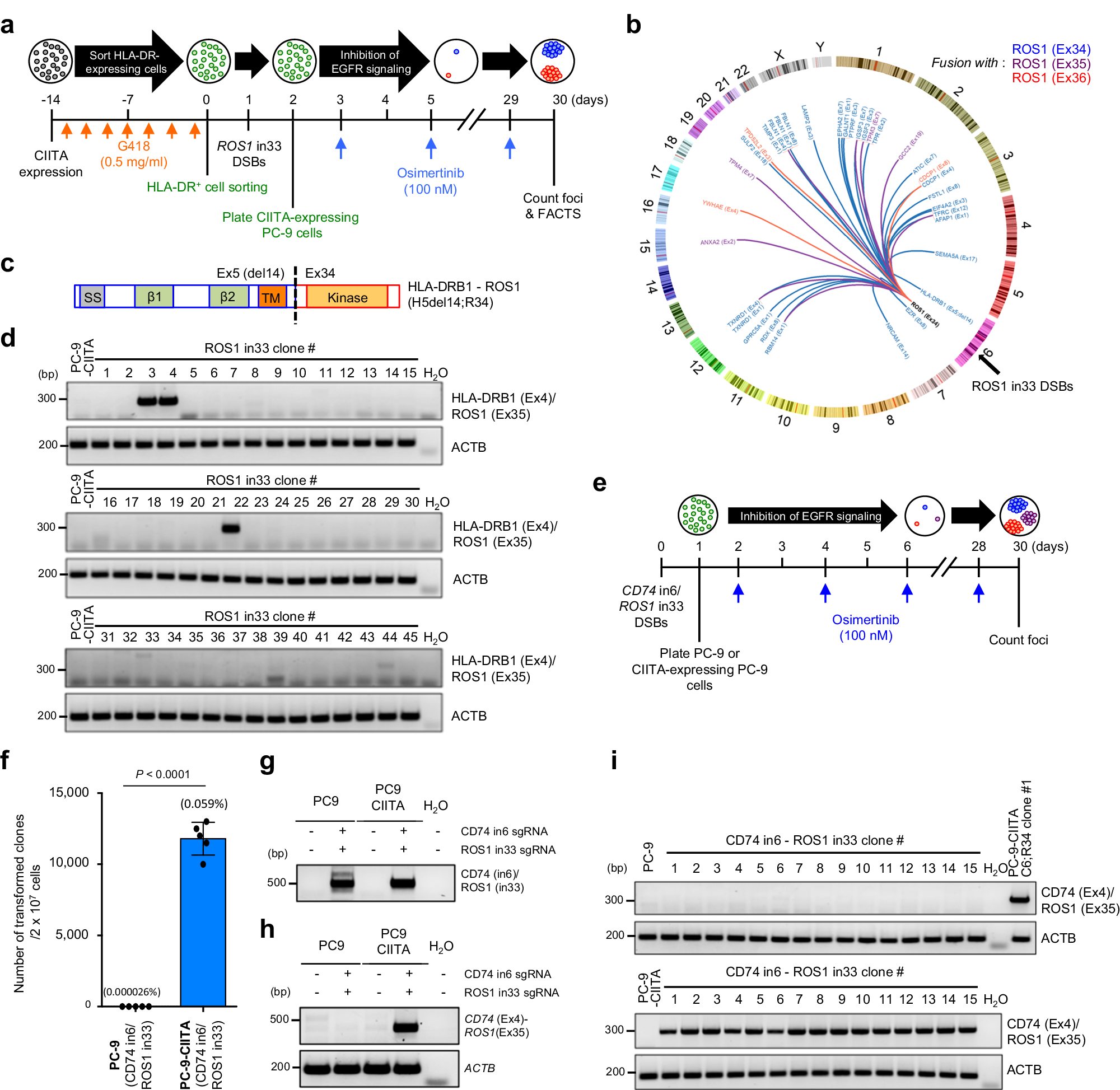 Fig. 4: Reactivation of transcription by CIITA is sufficient to generate functional HLA-DRB1-ROS1 and CD74-ROS1 fusions.