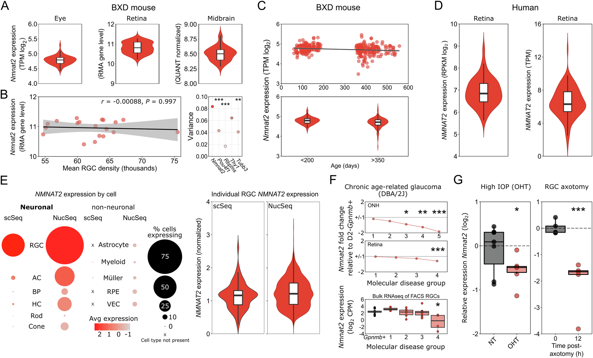 Fig. 1: NMNAT2 expression is highly variable across the visual system tissues and within retinal ganglion cell populations, and declines following injury.