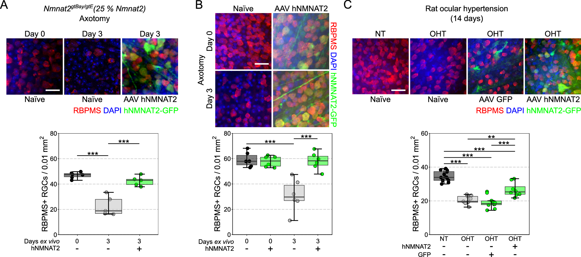 Fig. 3: Gene therapy delivery of human NMNAT2 is strongly neuroprotective to retinal ganglion cells.