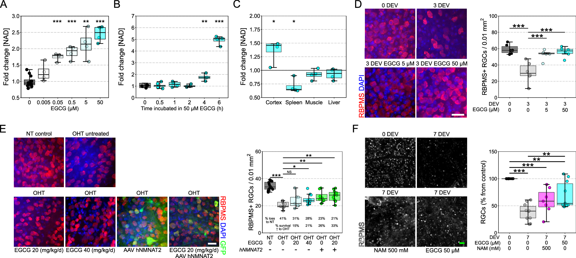 Fig. 4: EGCG increases NAD and provides a robust neuroprotection following retinal ganglion cell injury.