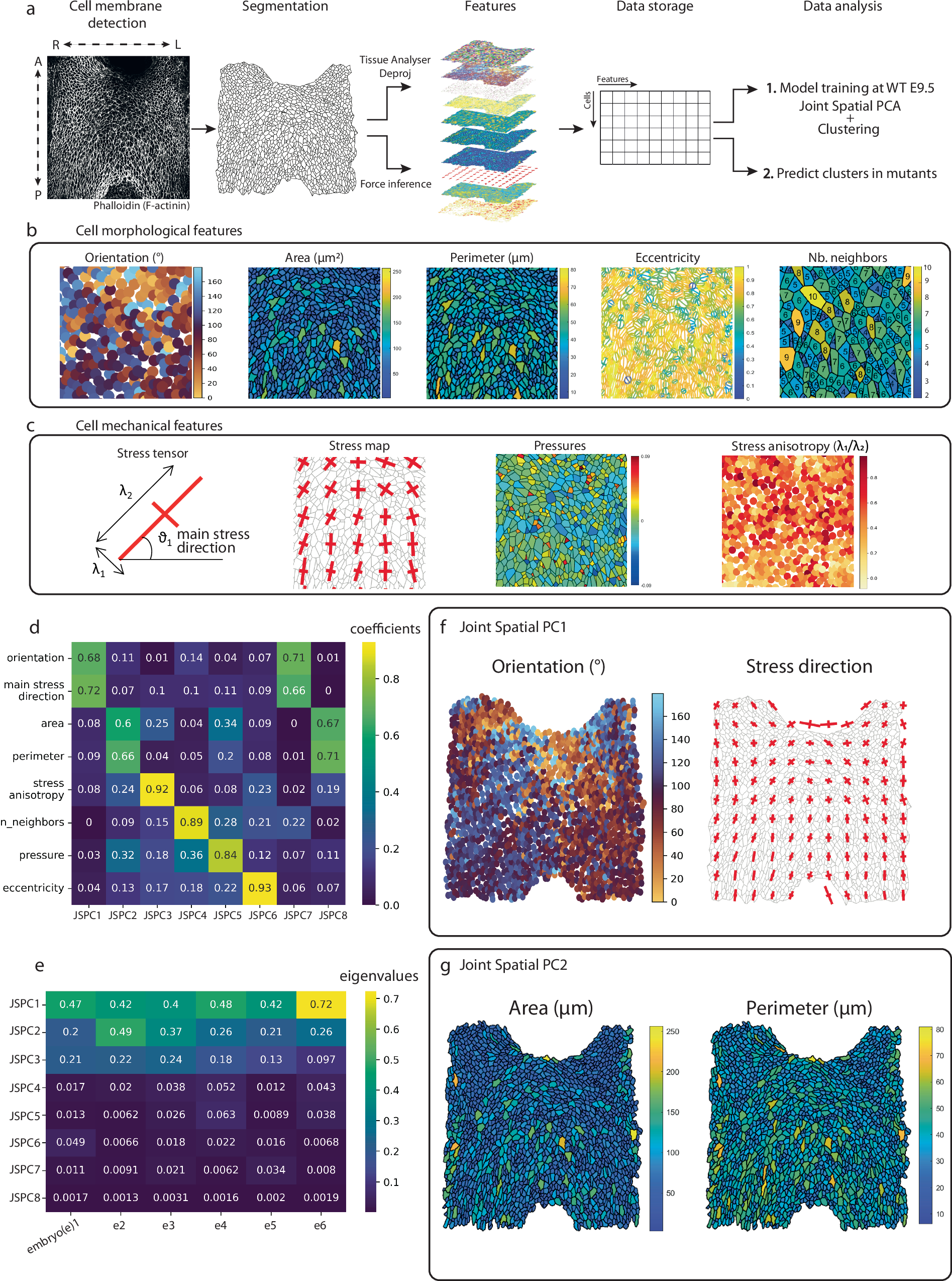 Fig. 1: Spatial single-cell morphometrics highlights cell orientation, stress direction and size as the main parameters defining apical cell morphology in the dorsal pericardial wall.