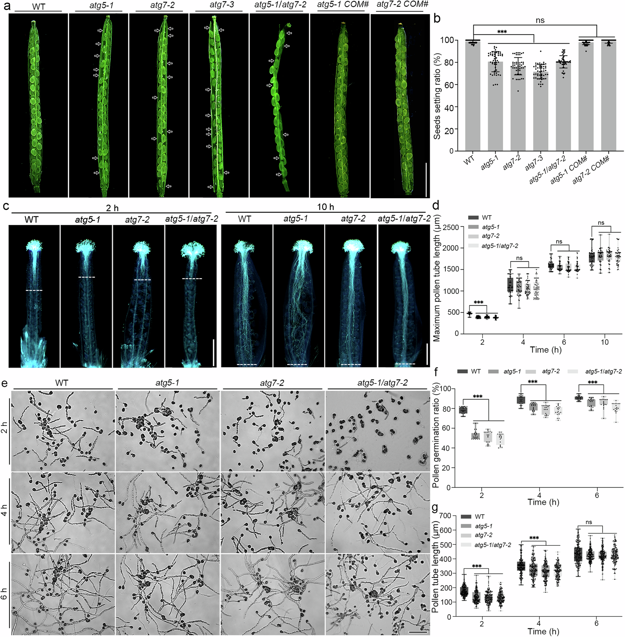 Fig. 2: Seed formation and pollen tube germination is partially abolished in Arabidopsis atg5 and atg7 mutants.