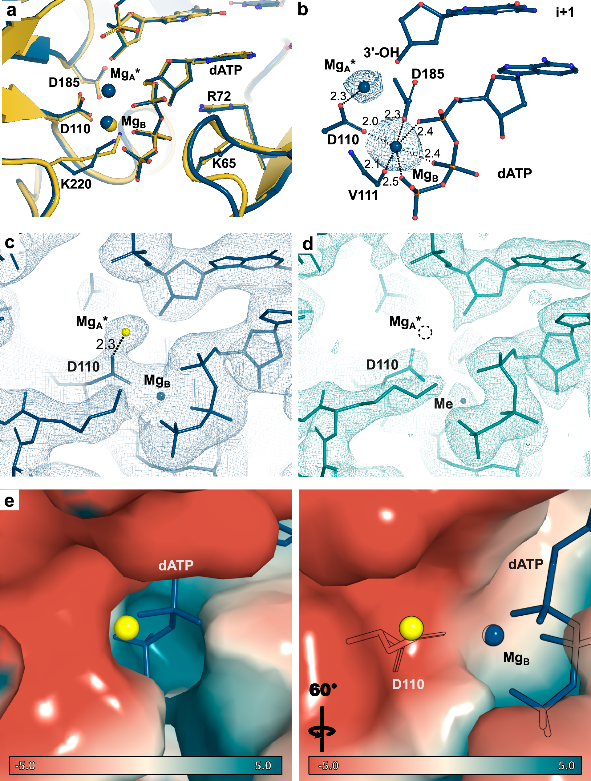 Fig. 3: Cryo-EM structure of reactant state R-2 of the RT-T/P-dATP complex.