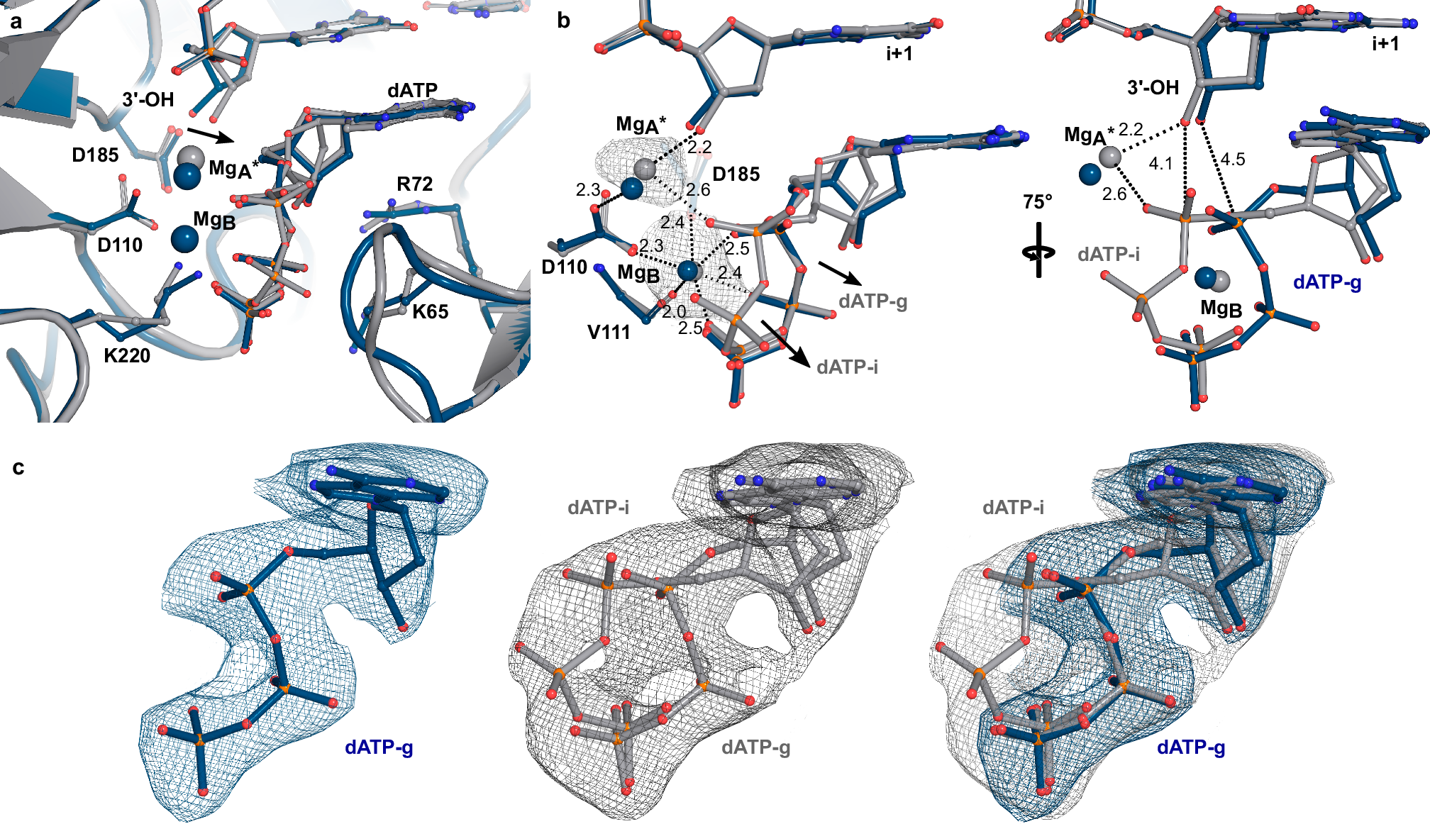 Fig. 4: Cryo-EM structure of the intermediate state of the RT-T/P-dATP complex.