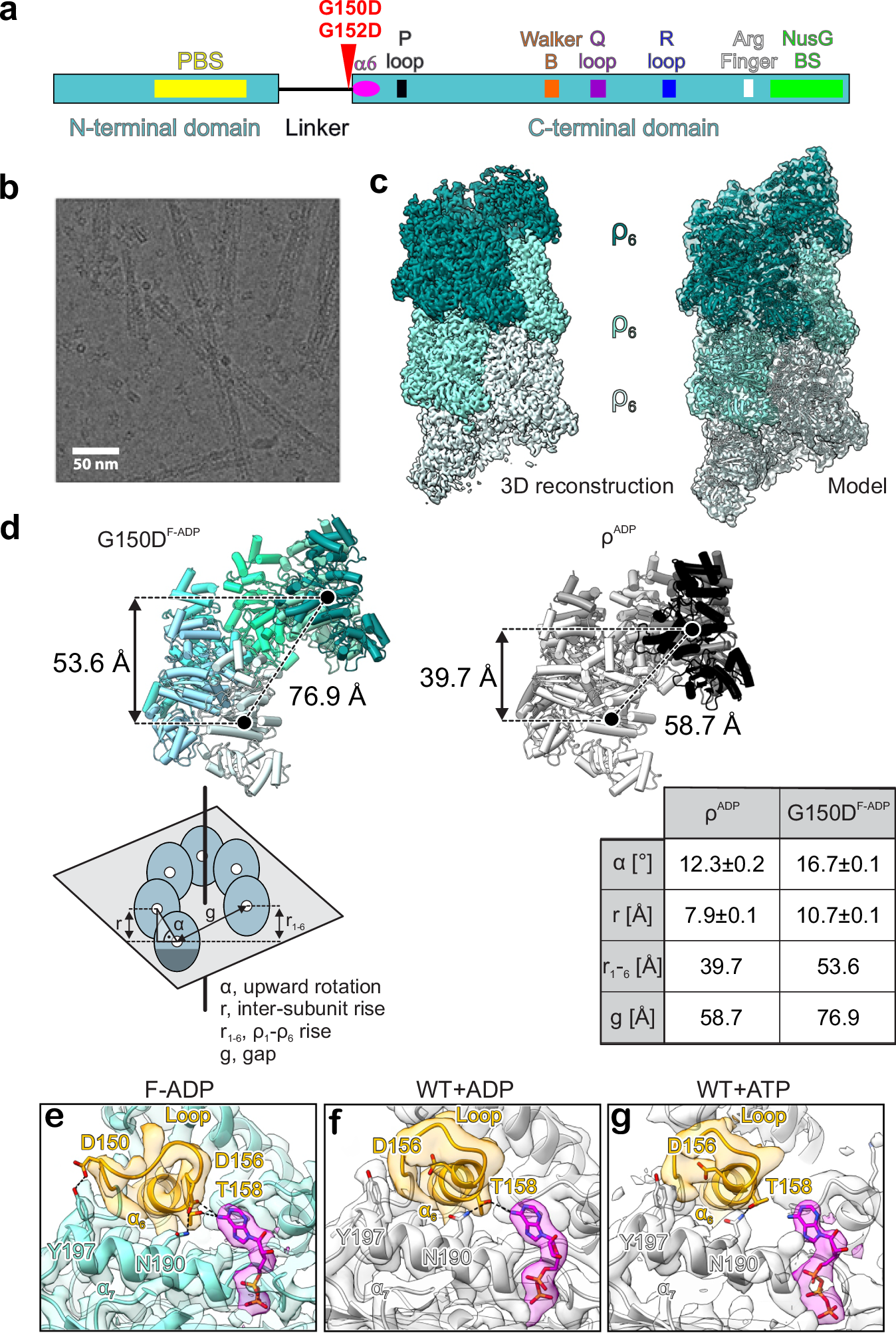Fig. 1: E. coli ρ with substitutions in the connector region form extended filaments.