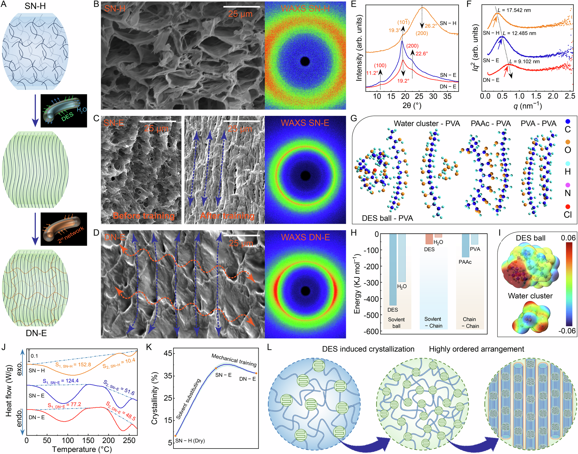 Fig. 4: Structural evolution and internal interactions of hyperhysteresis-mediated mechanical training strategy.