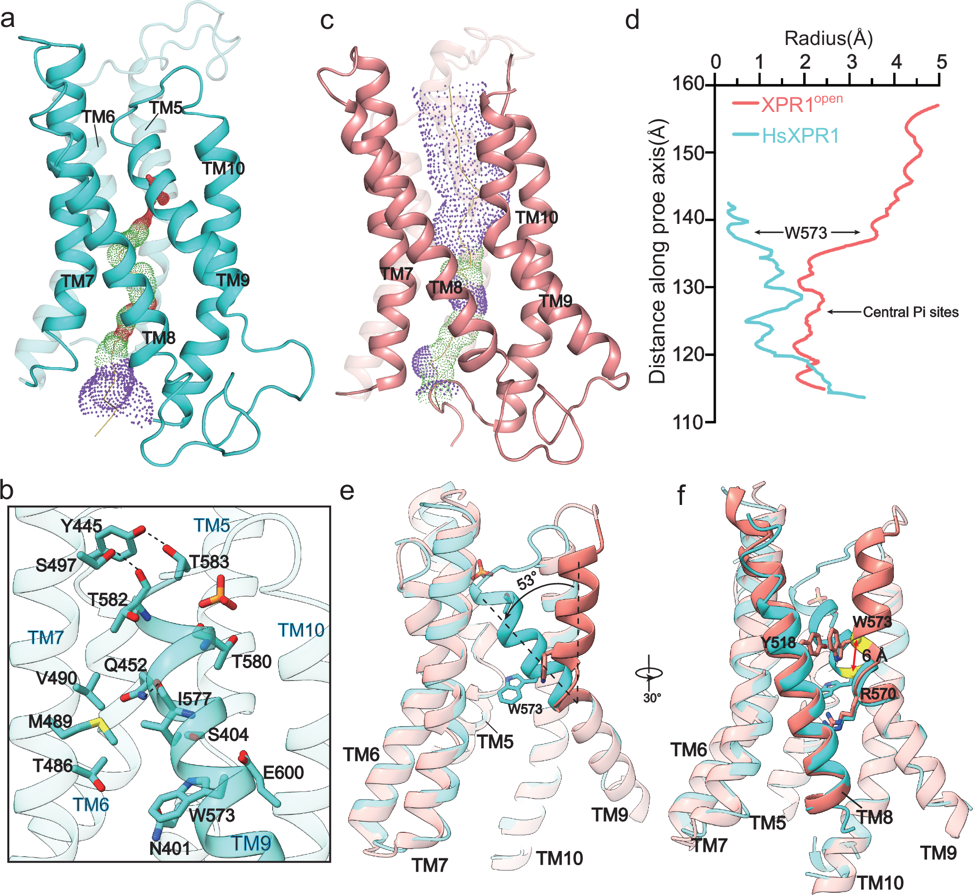 Fig. 4: Extracelluar gate of XPR1.
