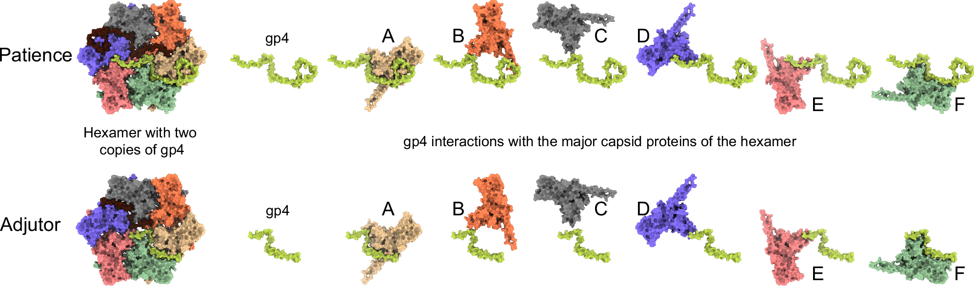 Fig. 3: Gp4 interaction with major capsid proteins.