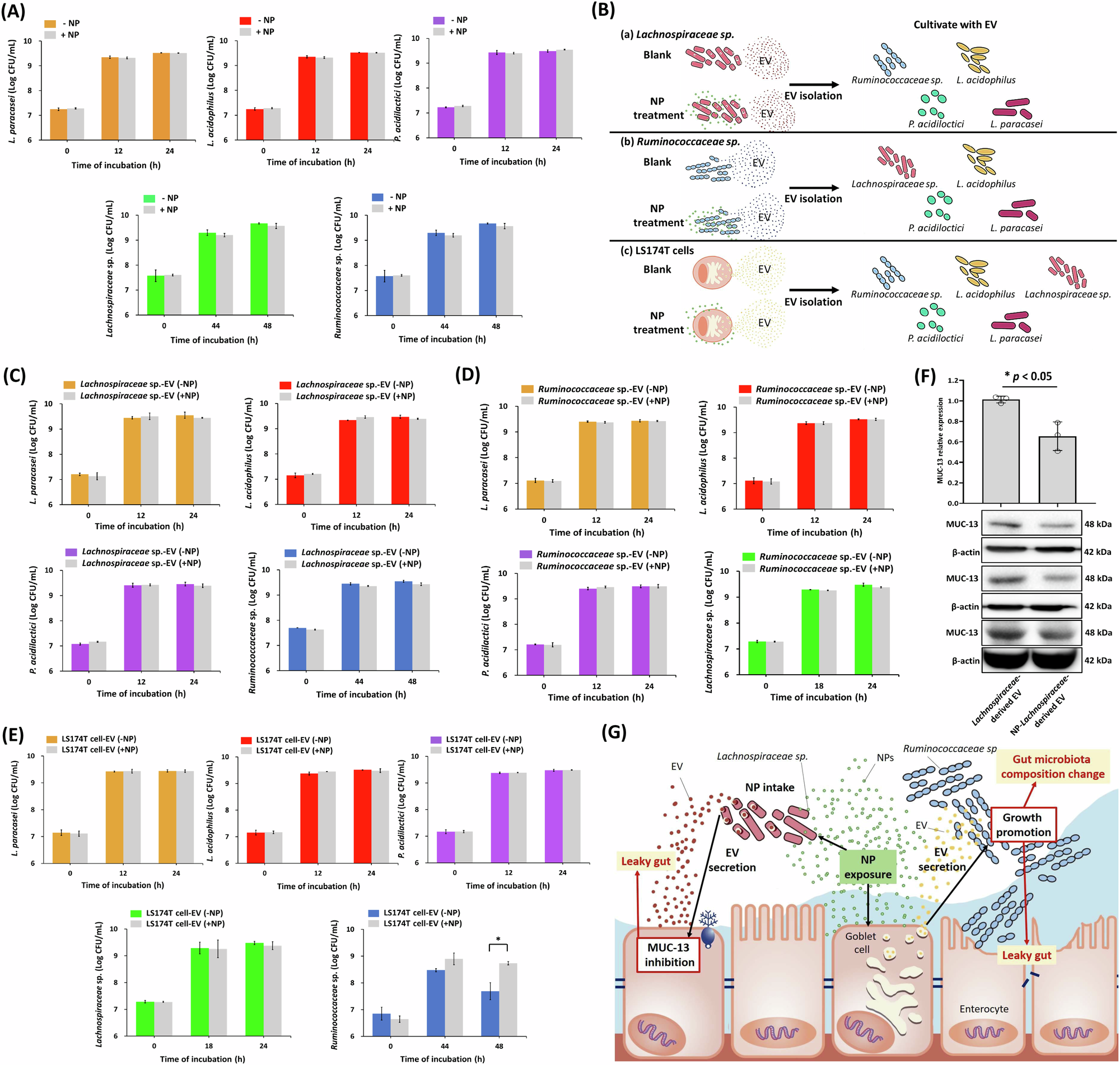 Fig. 6: Pathways of NP-induced gut microbiota changes.