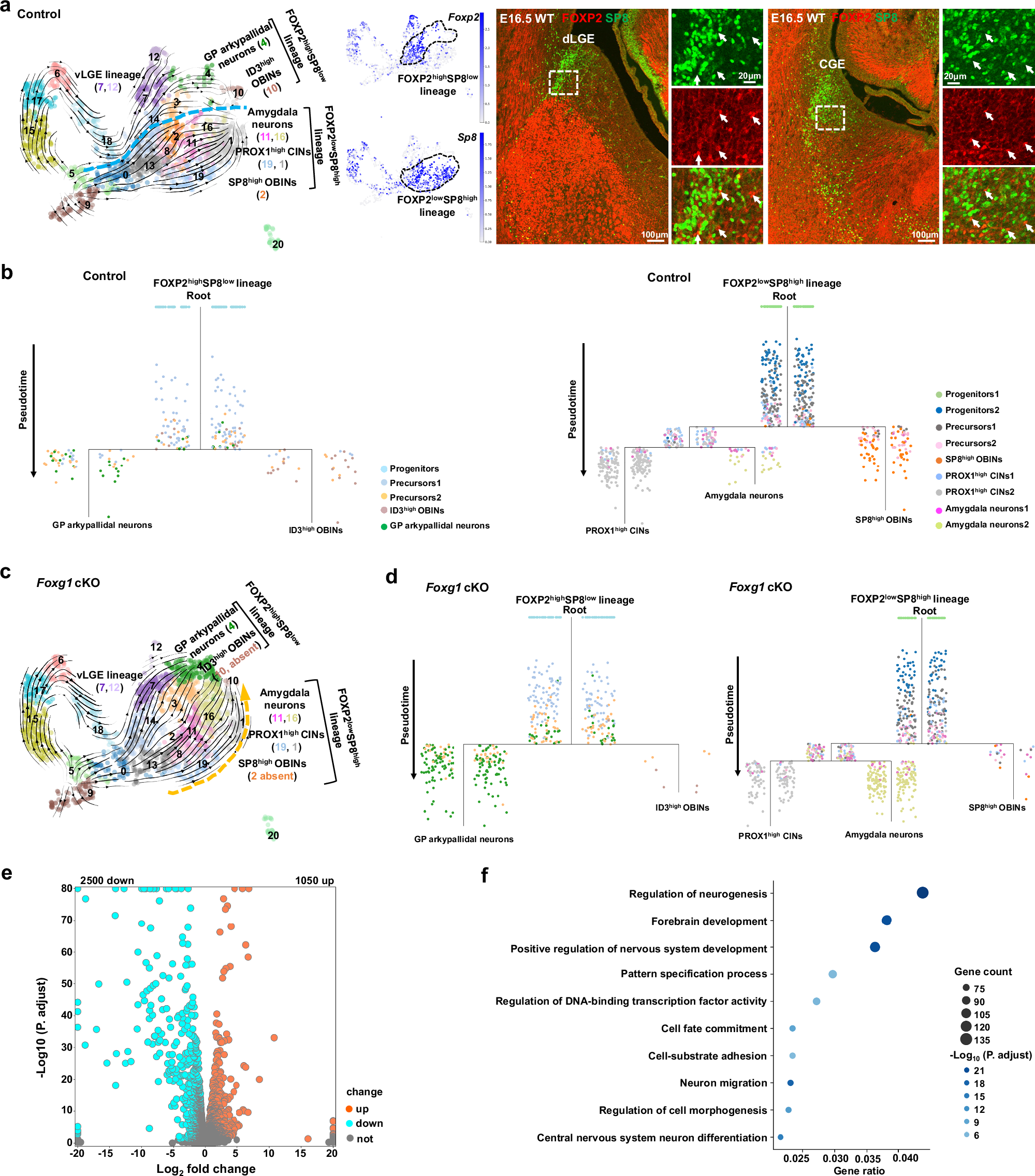 Fig. 4: ID3high OBINs transformed toward GP arkypallidal neurons and SP8high OBINs/PROX1high CINs transformed toward amygdala neurons in dLGE/CGE lineages.