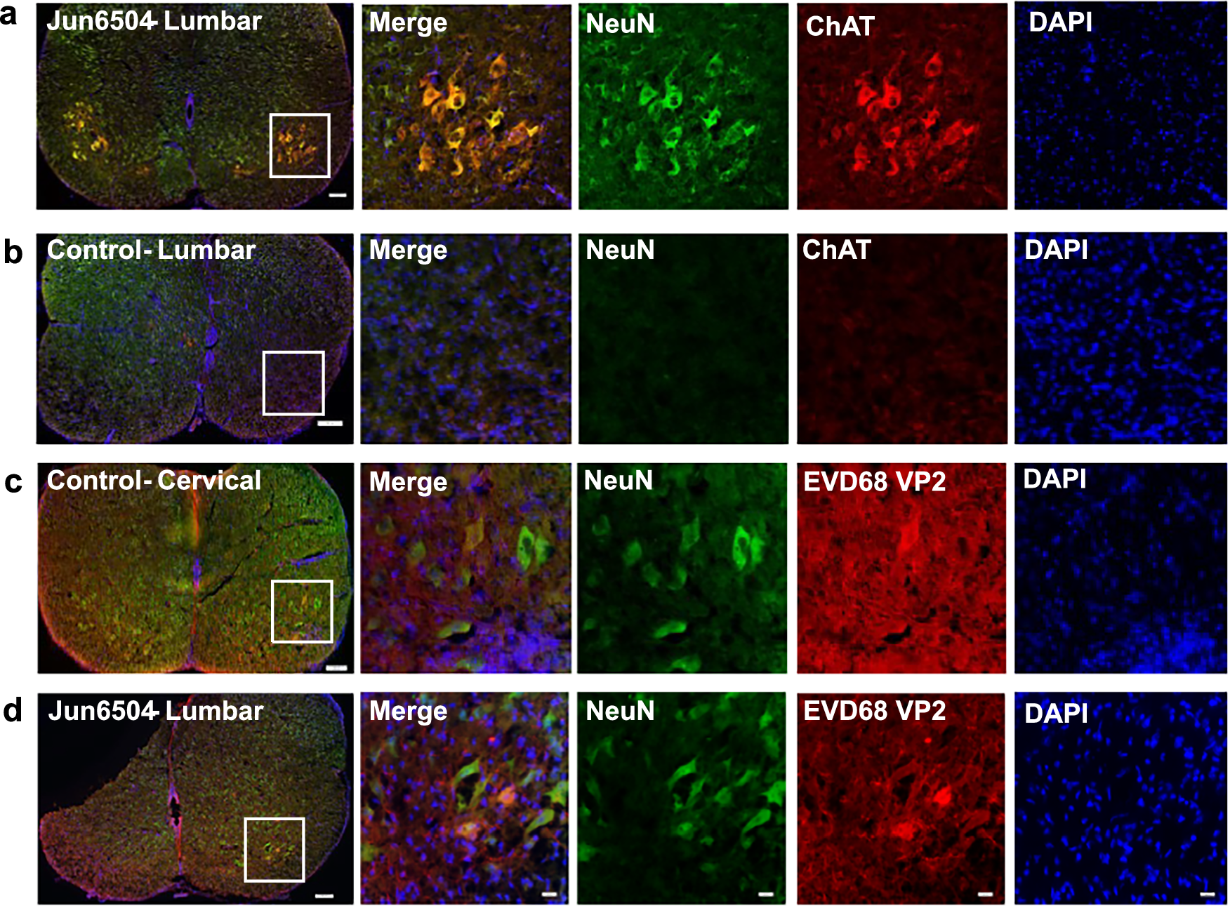 Fig. 8: IHC stain of motor neurons in spinal cords from Jun6504-treated vs control (corn oil) treated mice collected at 8 days post-infection.