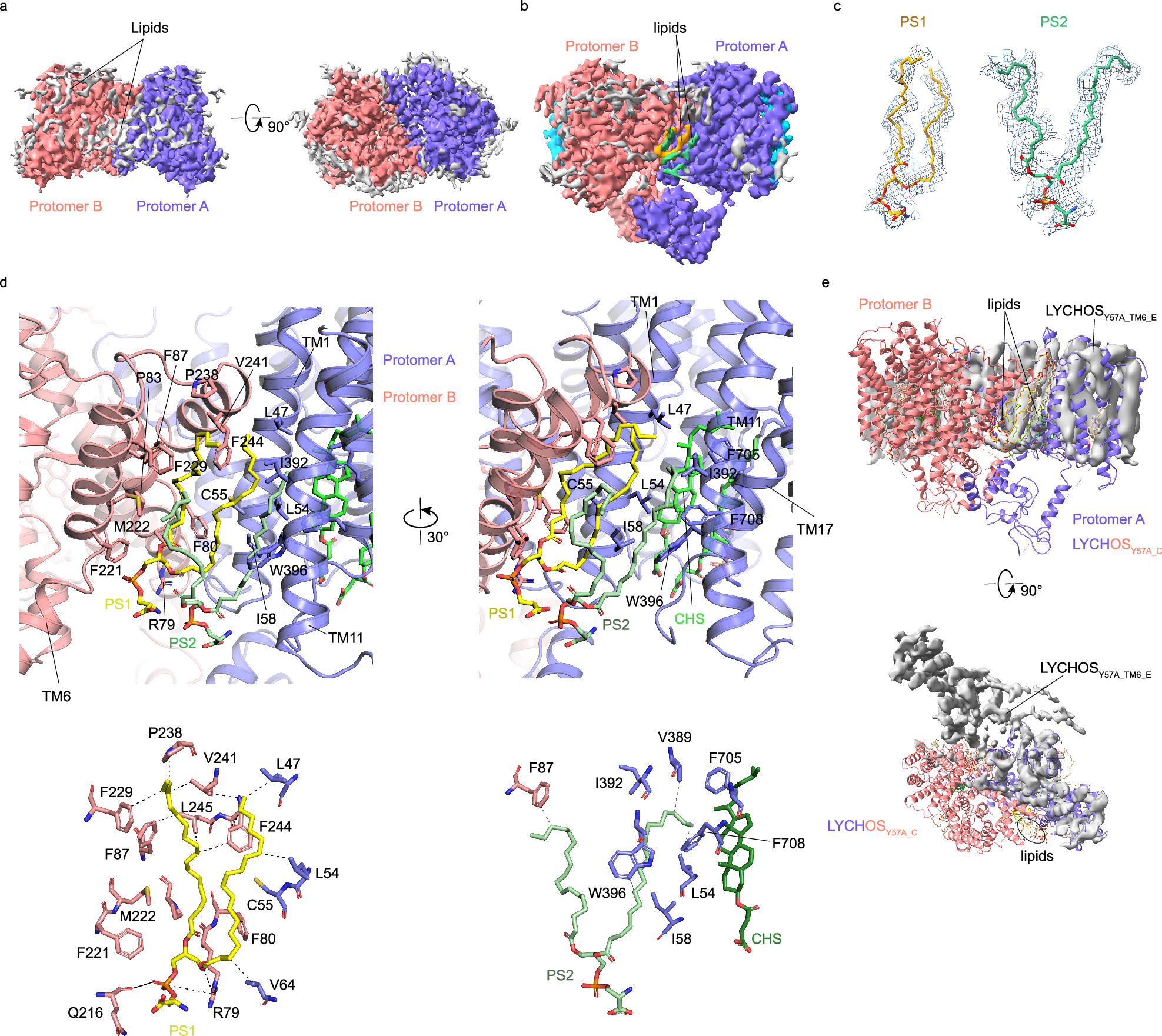 Fig. 4: Lipids reside at the dimerization interface of LYCHOS.