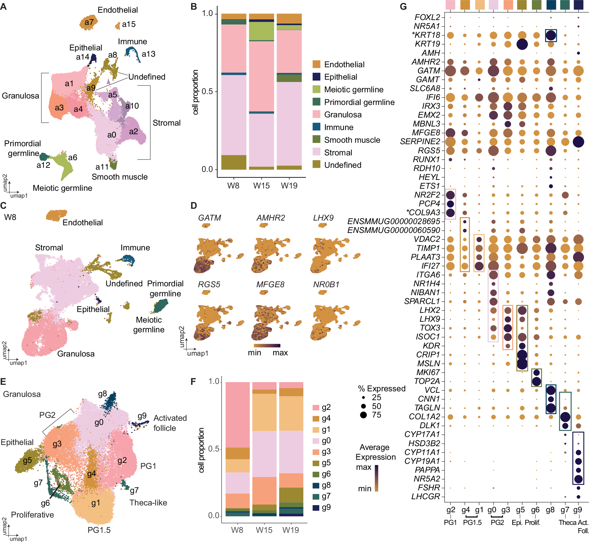 Fig. 3: PG cells undergo a major transcriptional shift between embryonic and fetal stages.