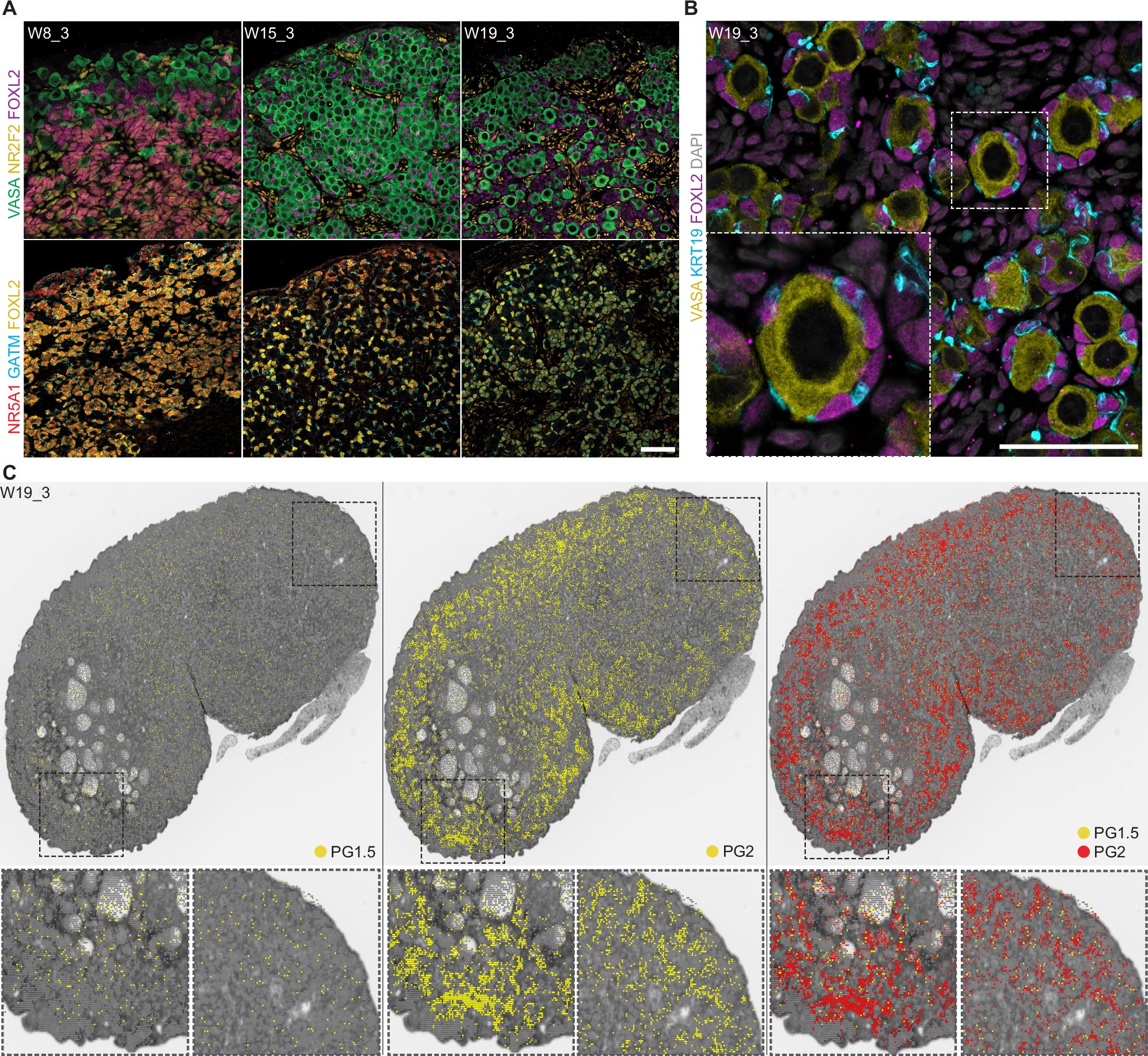 Fig. 4: PG1.5 and PG2 contribute to both quiescent and activated follicles.