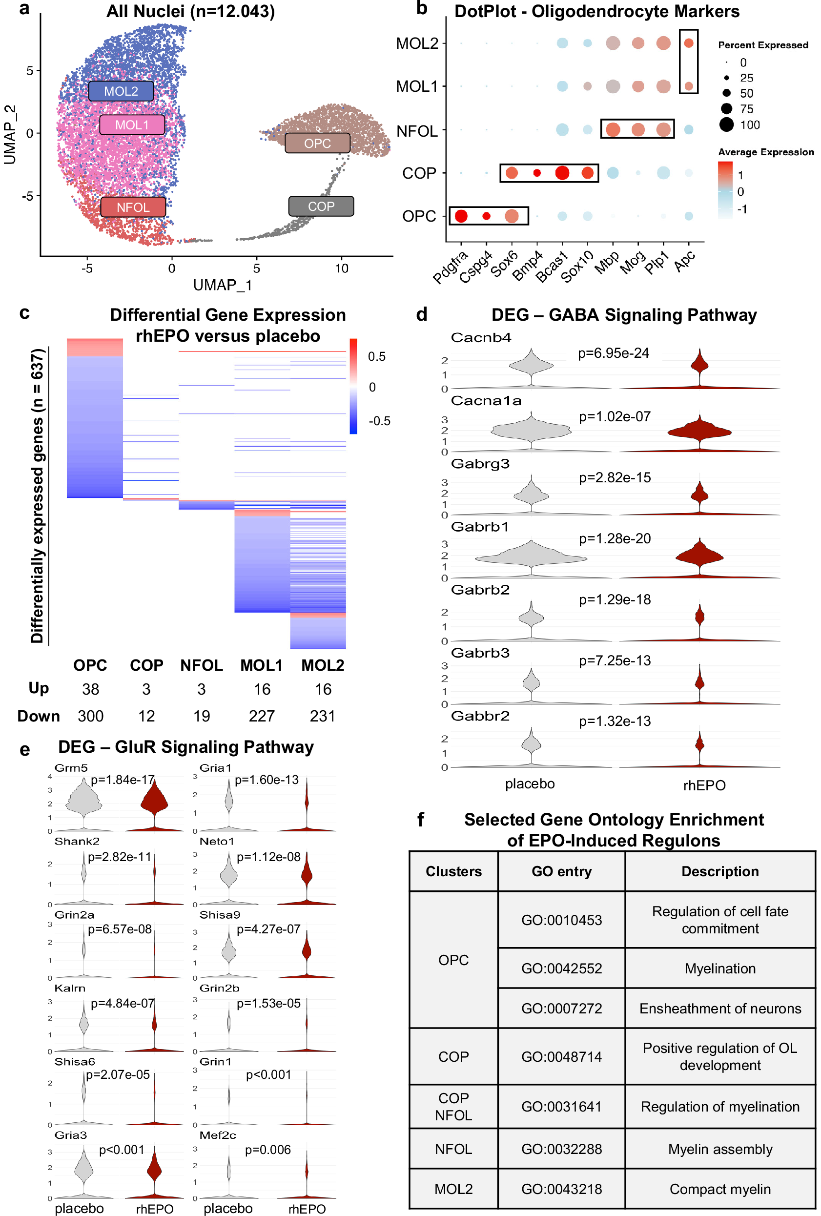 Fig. 3: snRNA-seq analyses of OL upon rhEPO/placebo treatment.