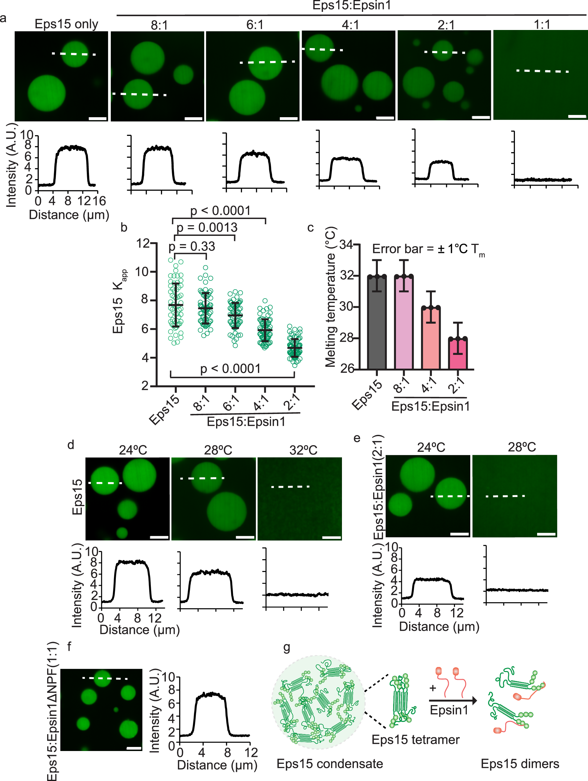 Fig. 2: At higher stoichiometric ratios, Epsin1 destabilizes condensation of Eps15.