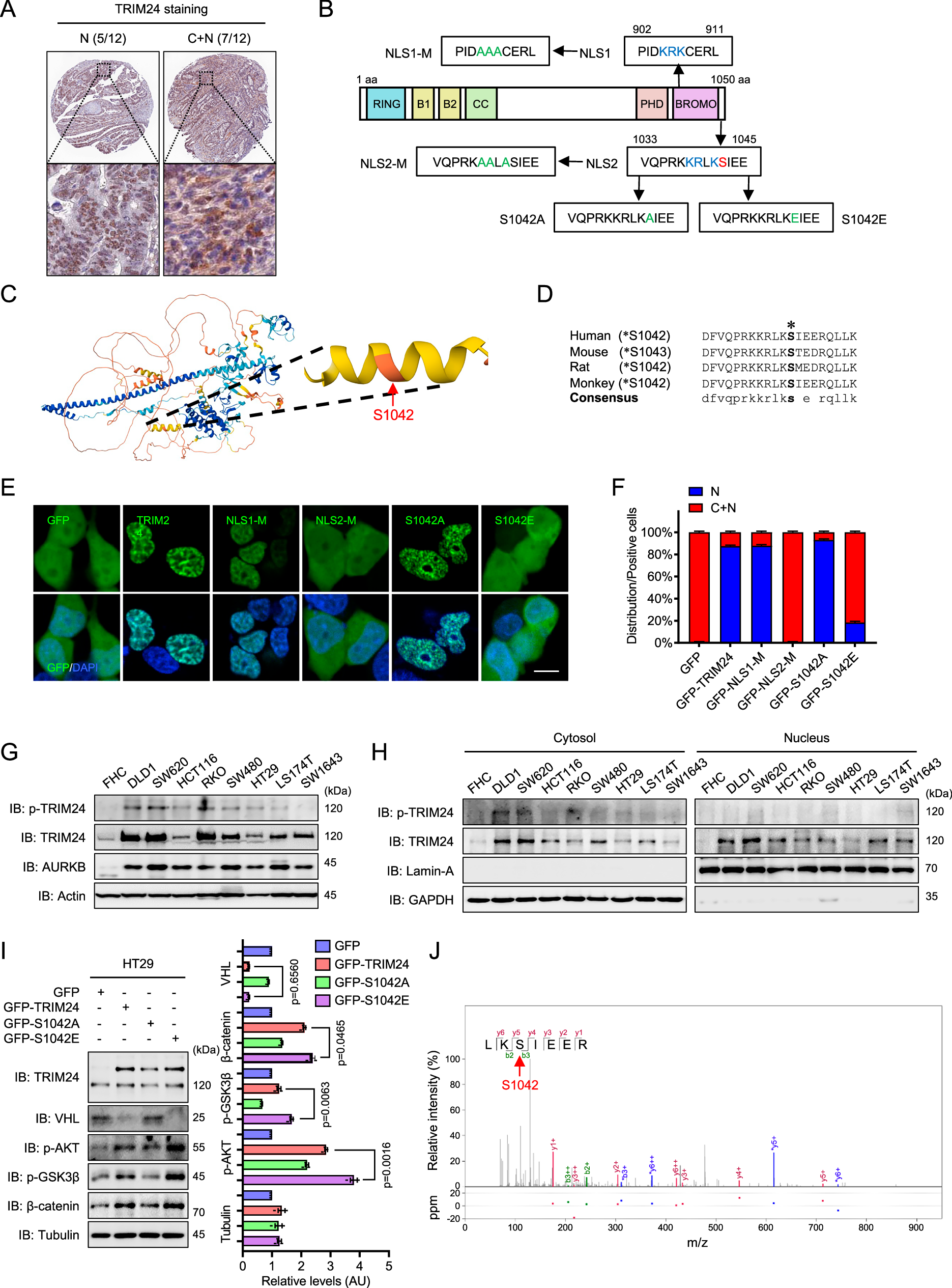 Fig. 4: Phosphorylation of S1042 determines the cytoplasmic distribution of TRIM24.