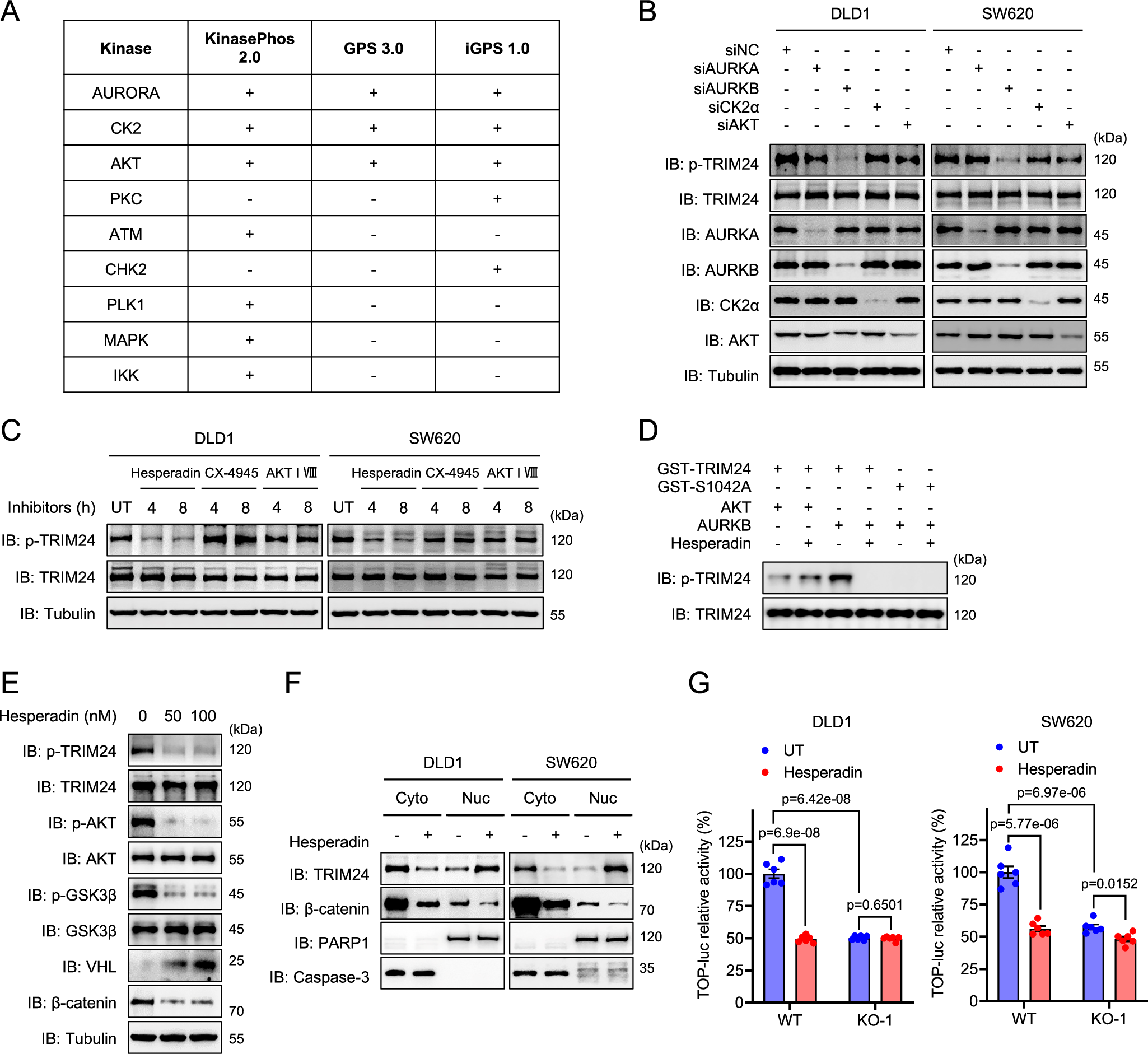 Fig. 5: TRIM24 is phosphorylated by AURKB at S1042 in CRC cells.