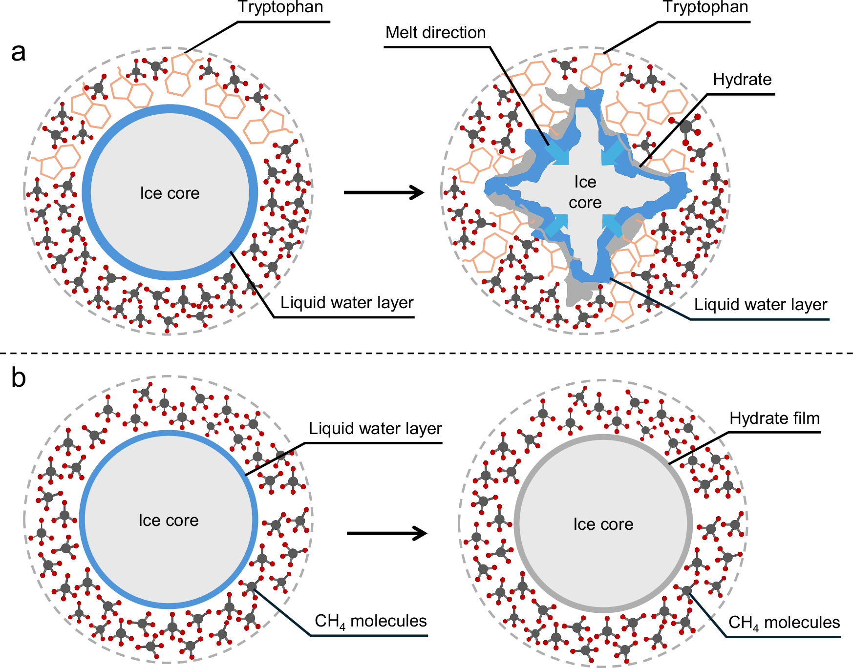 Fig. 2: Schematic illustration of the distinct mechanisms involved in methane hydrate formation.