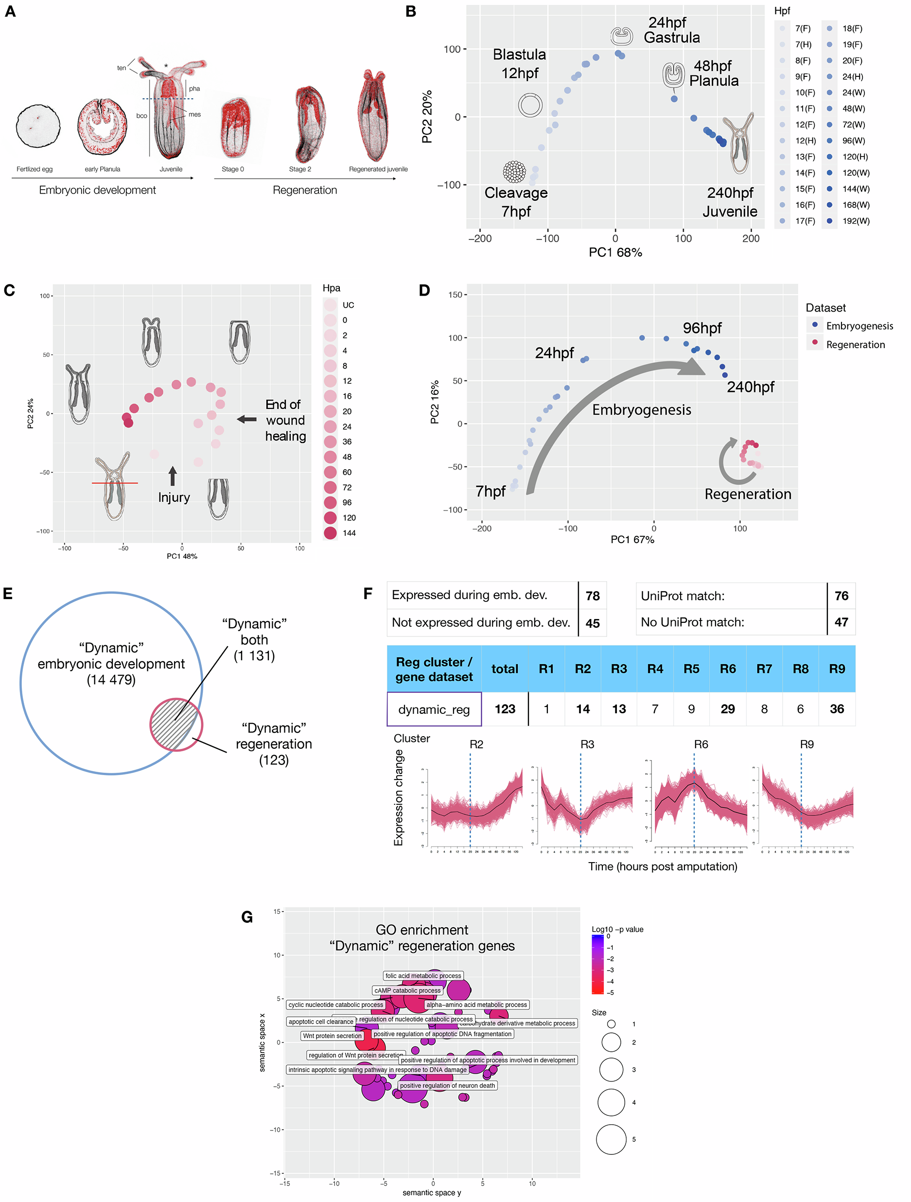 Fig. 1: Comparison of embryonic and regenerative transcriptomes.