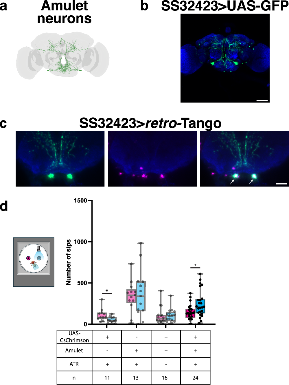 Fig. 5: Amulet neurons are postsynaptic to SELKs, and their activation promotes feeding.