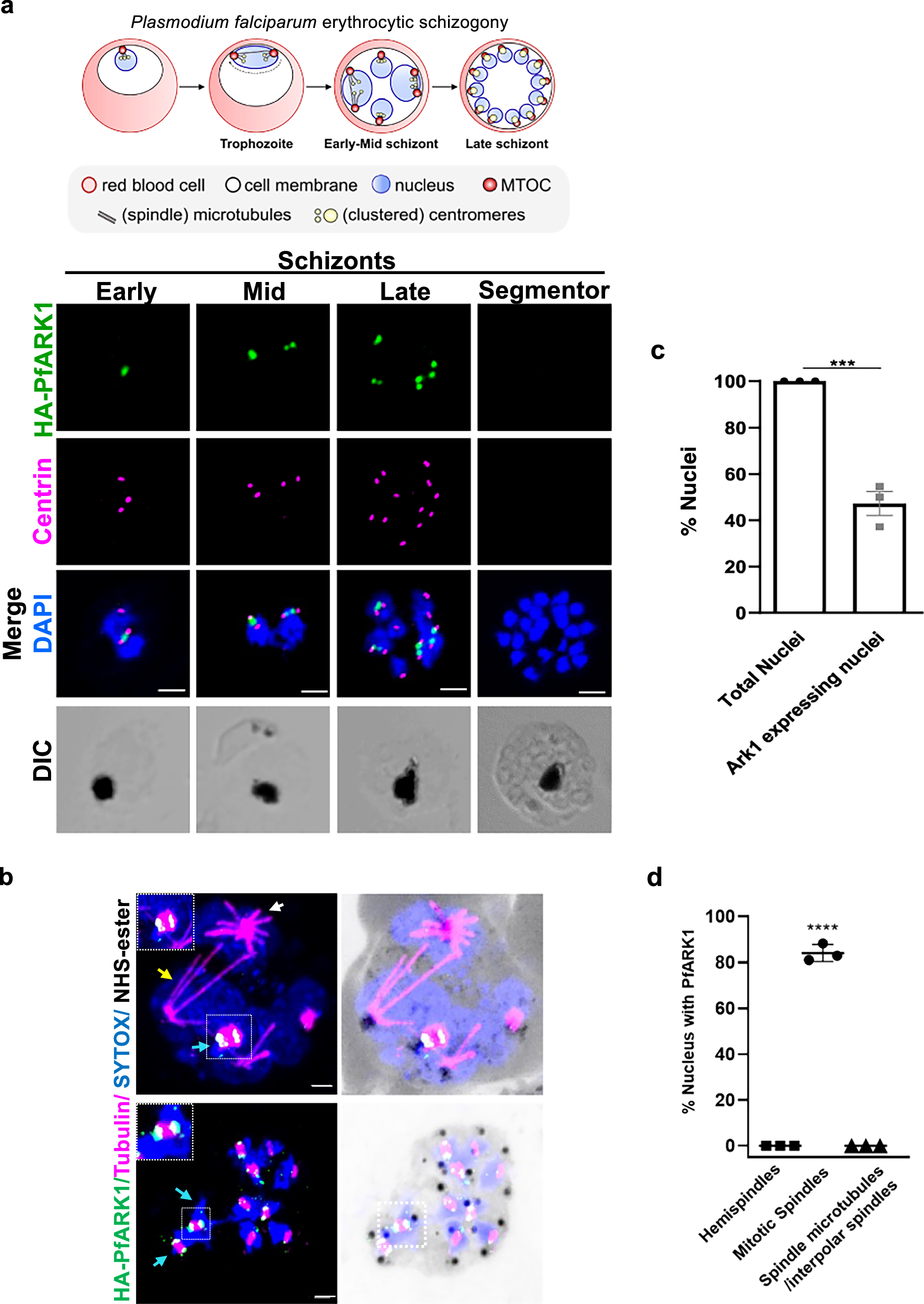 Fig. 2: Location of ARK1 during P. falciparum asexual division.