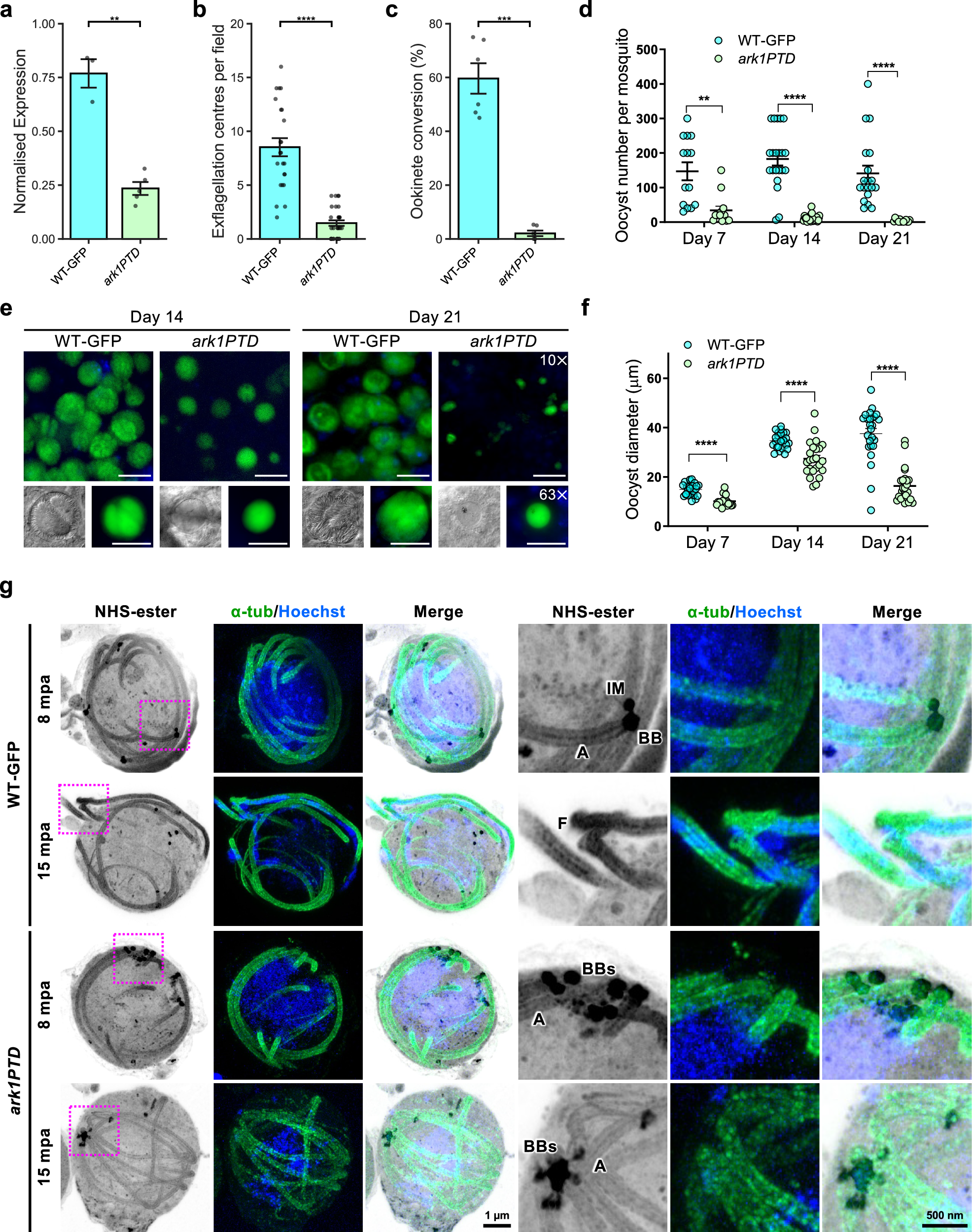 Fig. 5: Conditional knockdown of PbARK1 affects male gametogony, disrupting parasite transmission.