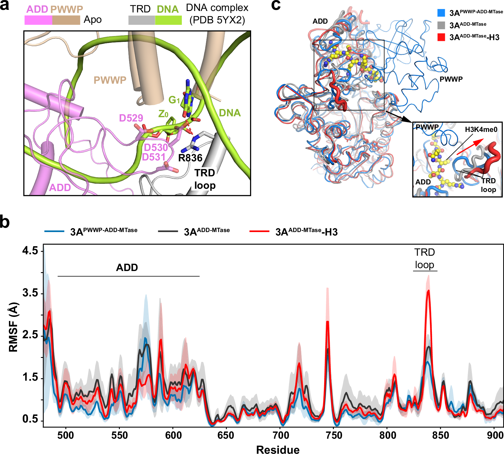 Fig. 5: MD simulation analysis of the mechanism of DNMT3A activation.