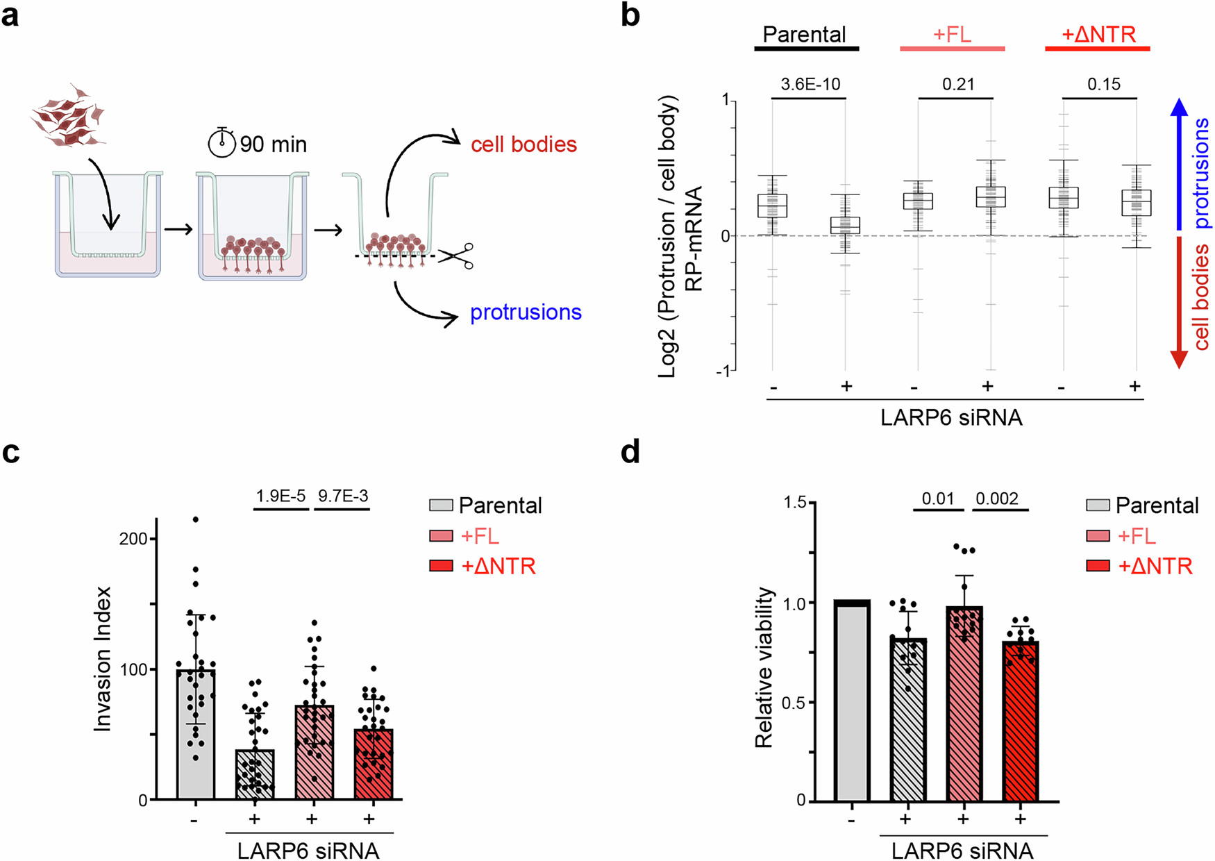 Fig. 7: LARP6 NTR is dispensable for RNA localisation, but critical for regulation of cancer cell viability and invasion.