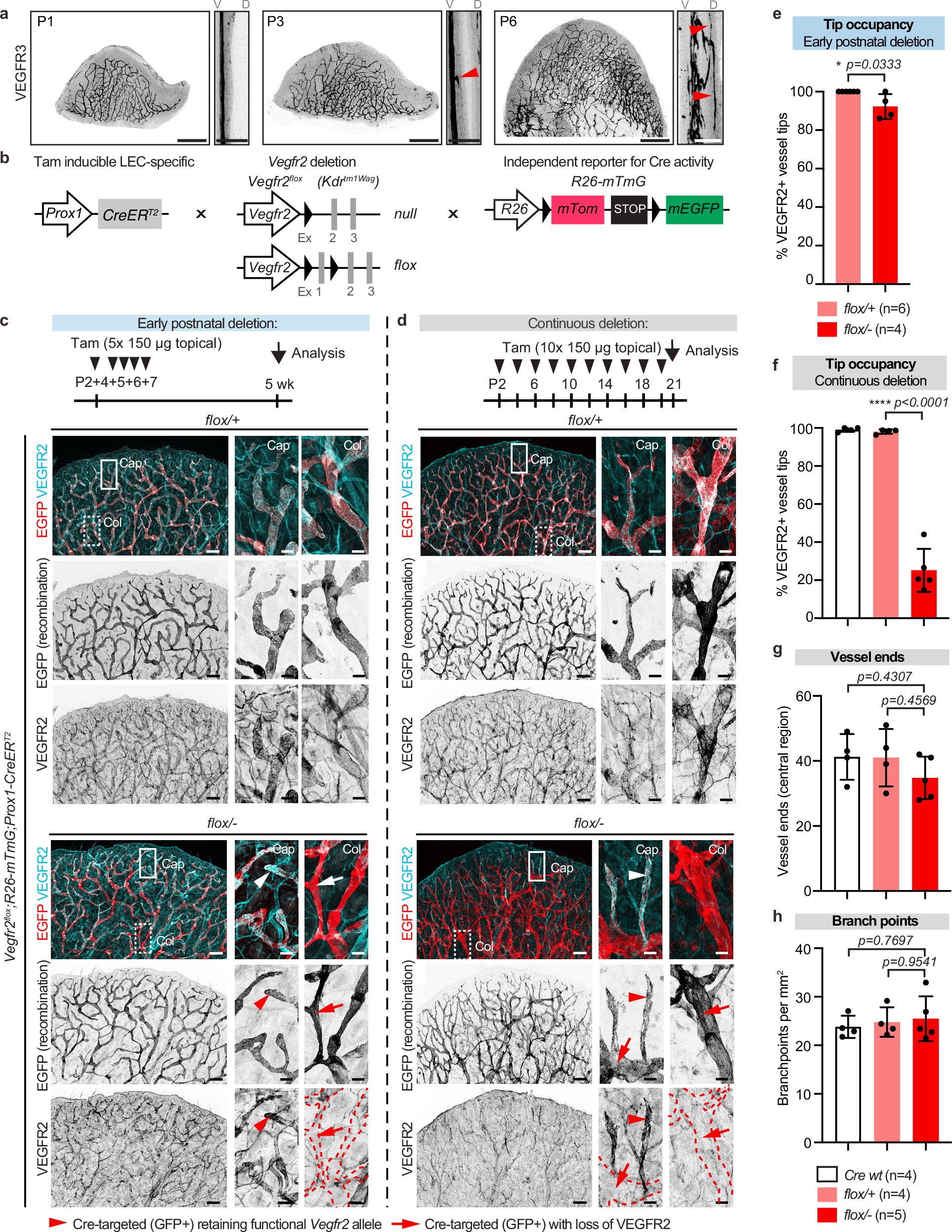 Fig. 2: Postnatal genetic deletion of Vegfr2 leads to selection of LECs retaining VEGFR2 expression in dermal lymphatic capillaries.