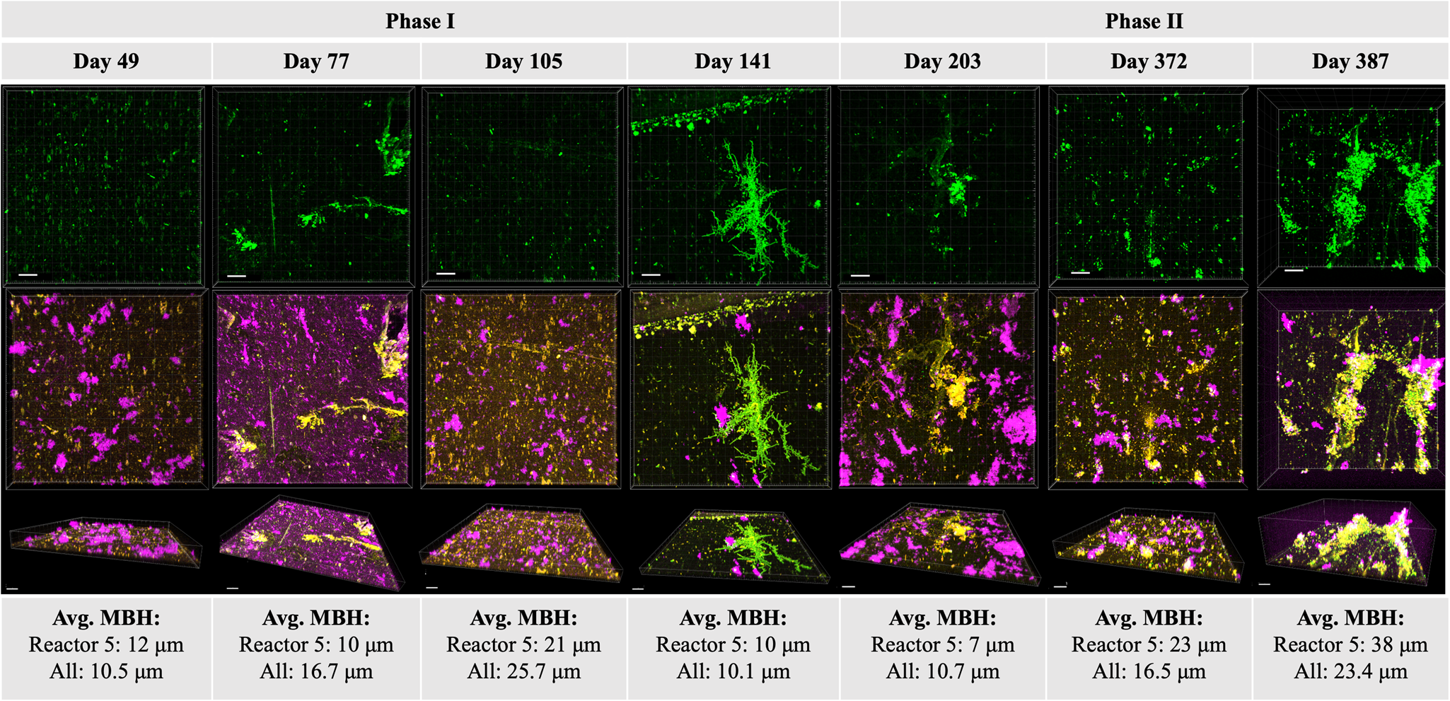 Fig. 3: Fluorescent imaging of biofilms.