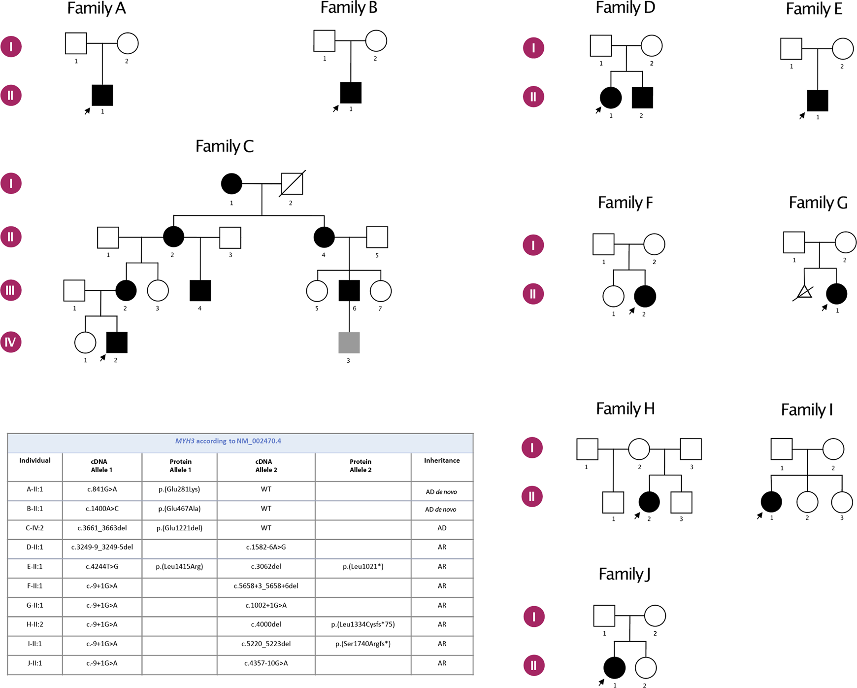 Fig. 1: Pedigrees of the participating families and the pathogenic MYH3 variants detected in the study.