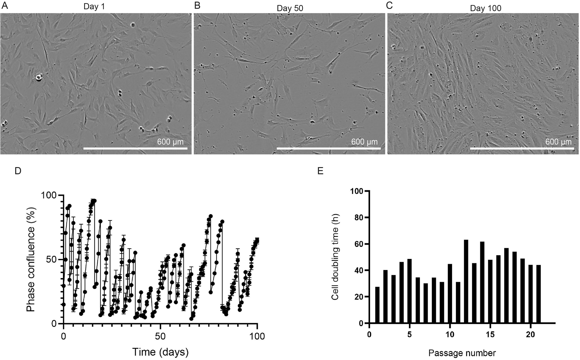 Fig. 1: Stable growth of preadipocytes isolated from bovine subcutaneous fat tissue.