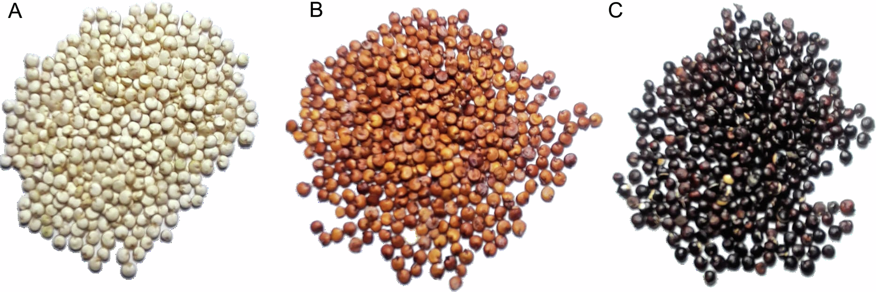 Fig. 2: Representative varieties of Quinoa Real were subjected to the present study.
