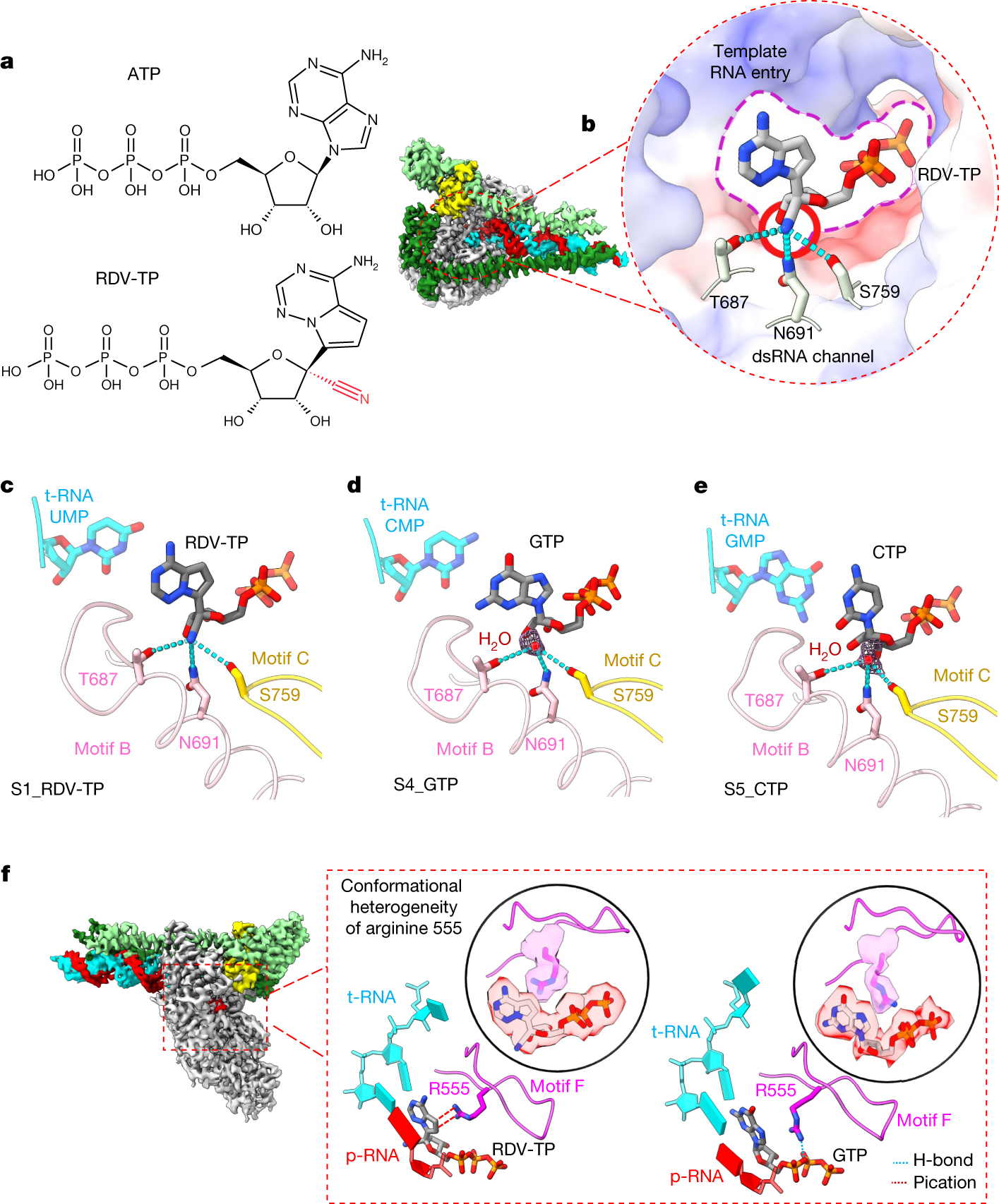 Fig. 3: Molecular basis of remdesivir’s incorporation selectivity.
