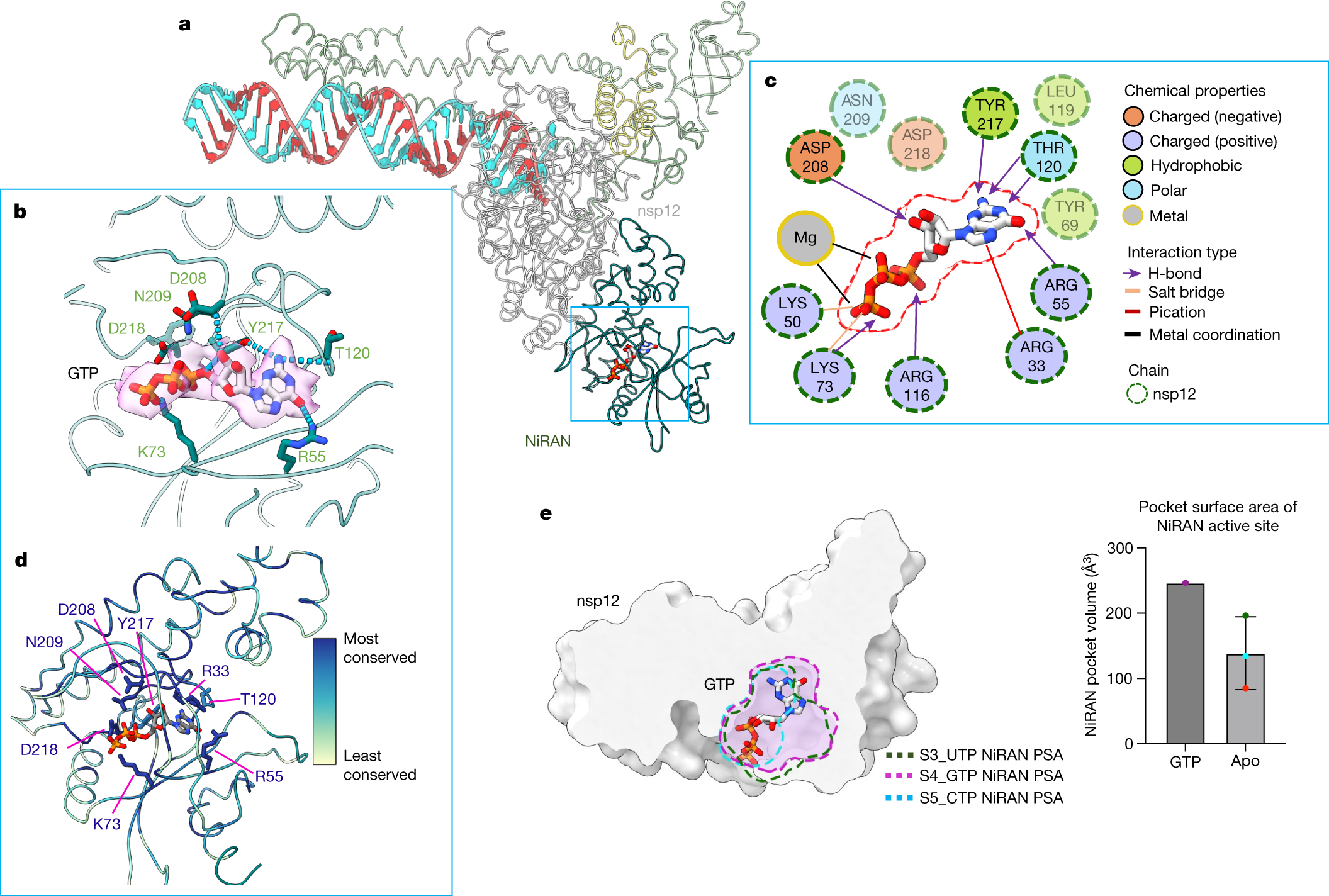 Fig. 4: NiRAN specific recognition of GTP.