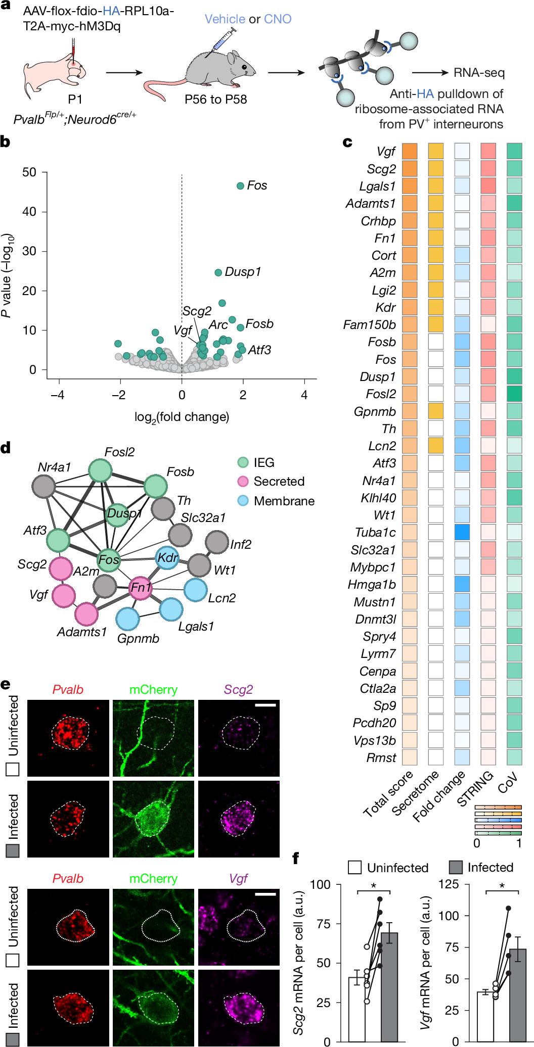 Fig. 3: Increased activity in PV+ interneurons leads to upregulation of Scg2 and Vgf.