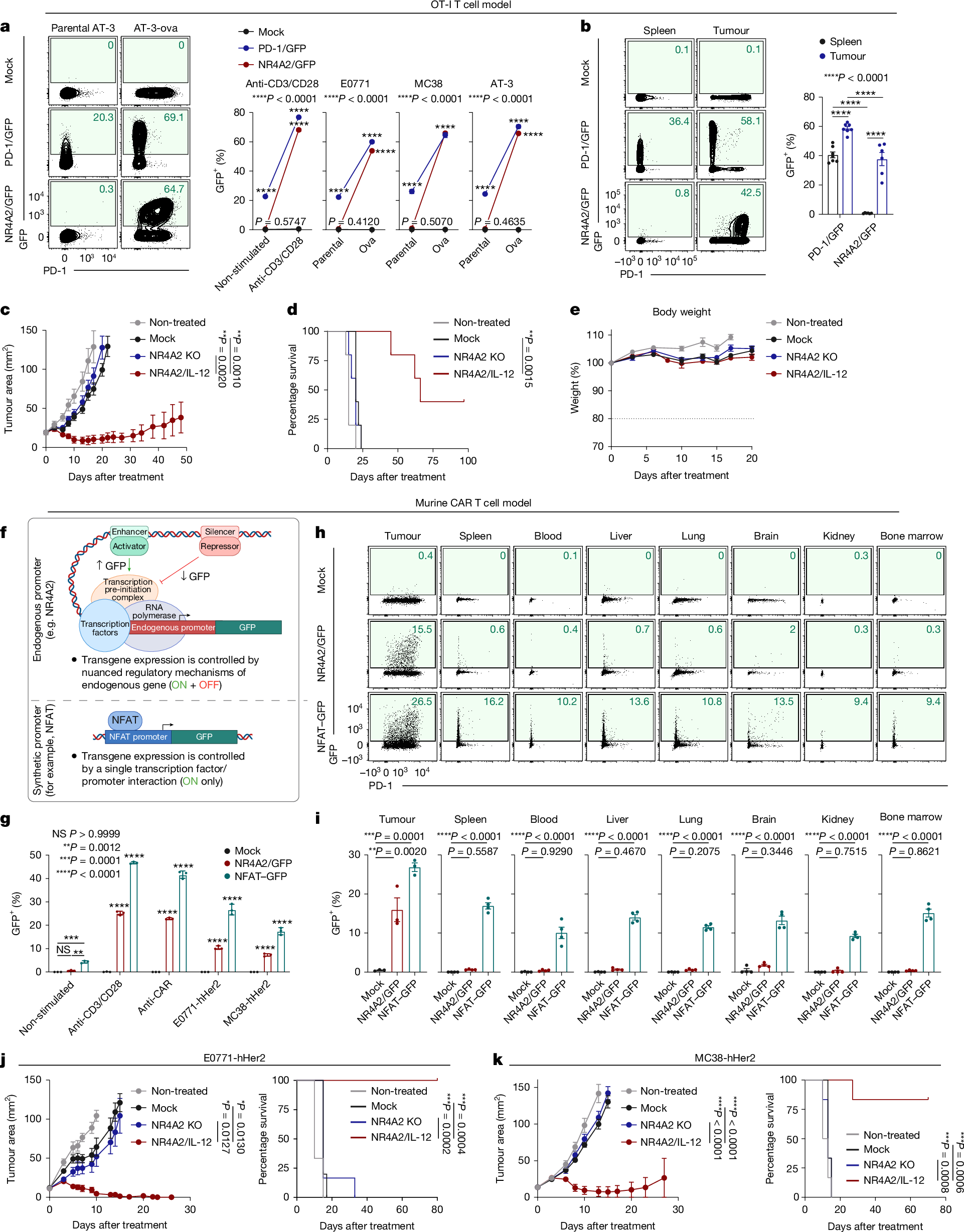 Fig. 3: NR4A2/IL-12 engineered T cells are well tolerated and elicit potent antitumour immunity.
