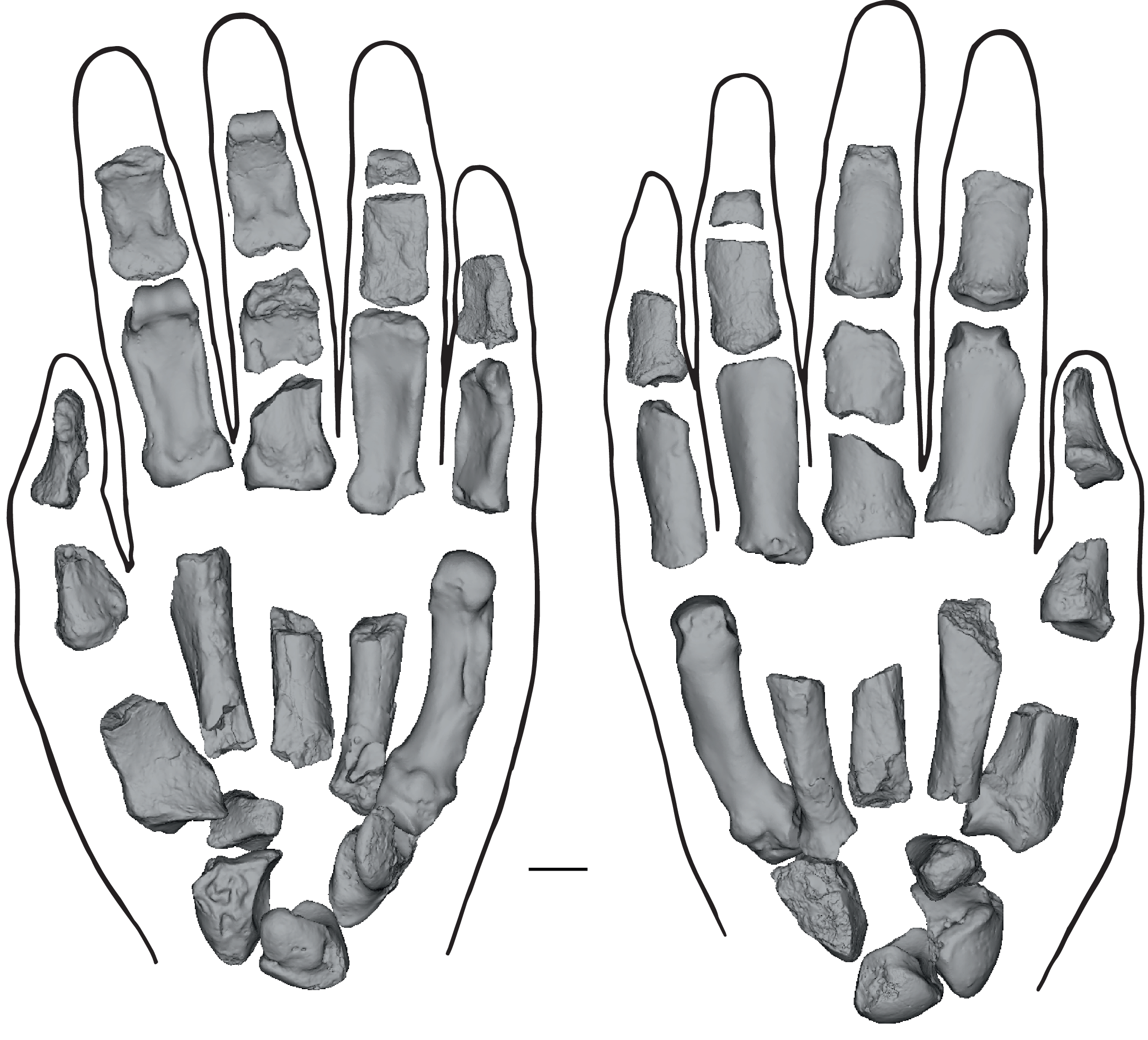 Fig. 3: Reconstructed left hand of KNM-ER 101000.