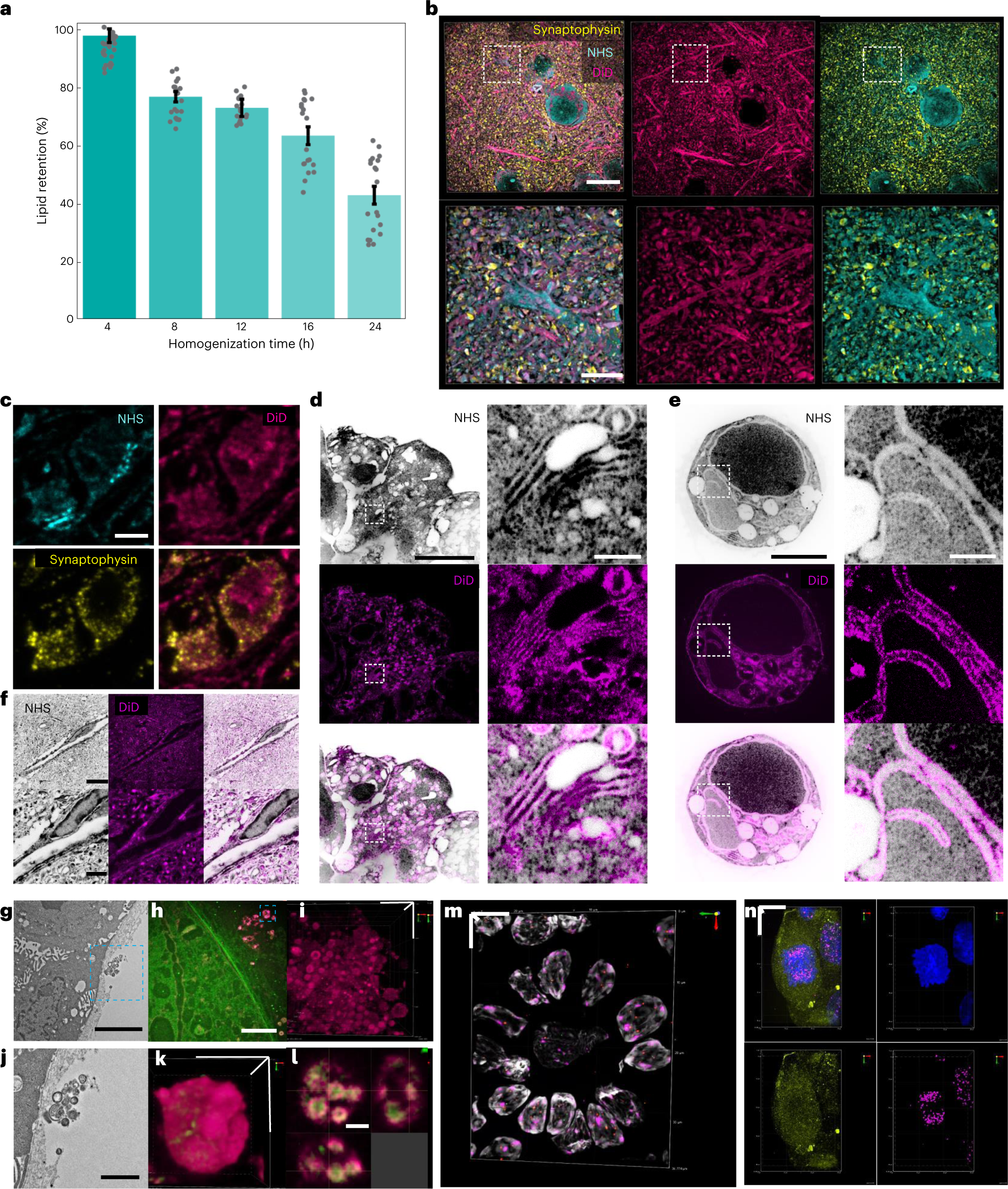 Fig. 3: Imaging of proteins, nucleic acids and lipids in biological specimens with Magnify.