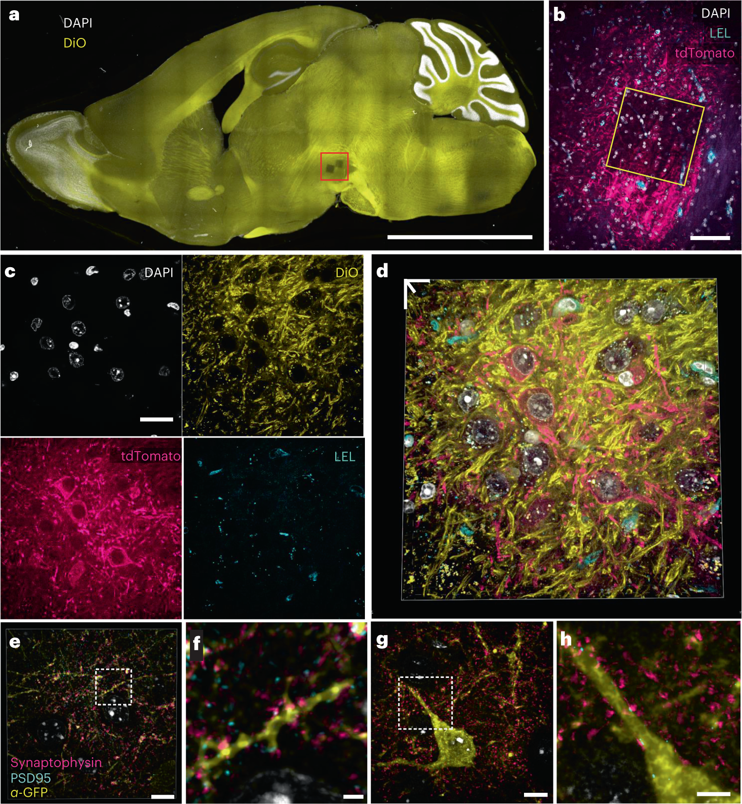 Fig. 4: Visualization of endogenous fluorophores with Magnify.