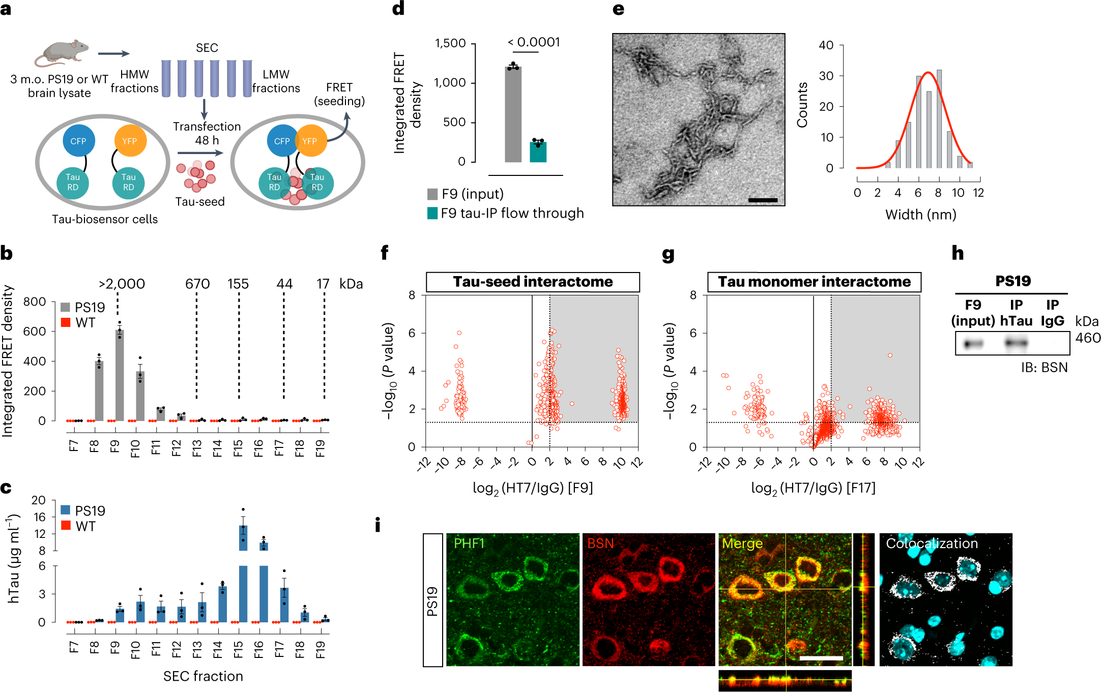 Fig. 1: A high-molecular-weight tau seed interacts with BSN protein.