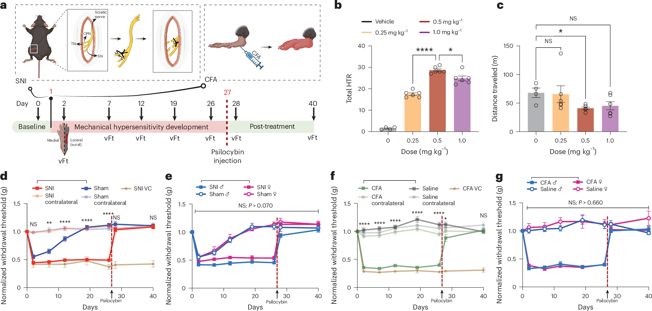 Fig. 1: A single dose of psilocybin induces rapid and durable reversal of mechanical hypersensitivity in SNI and CFA mice.