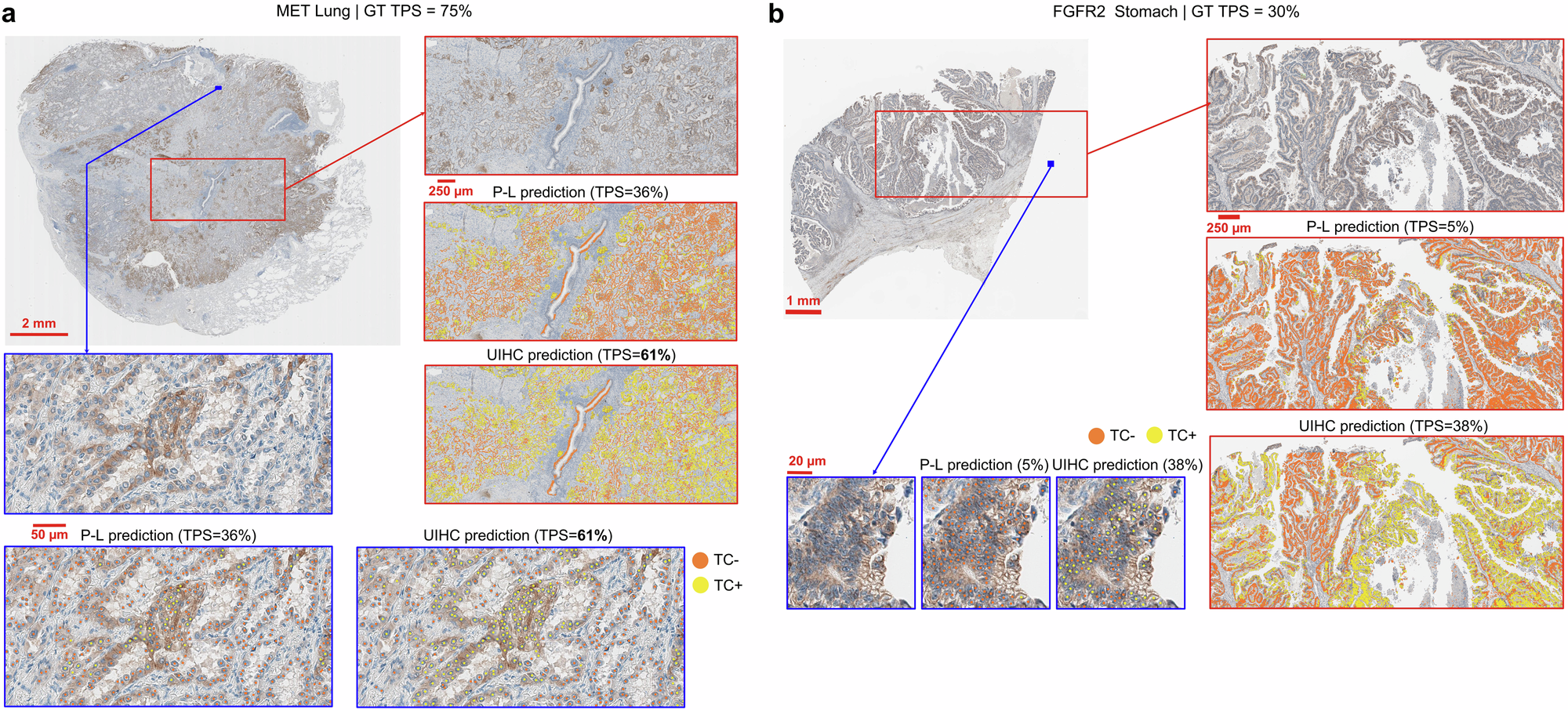 Fig. 6: Histopathologic validation of the universal immunohistochemistry (UIHC) model.
